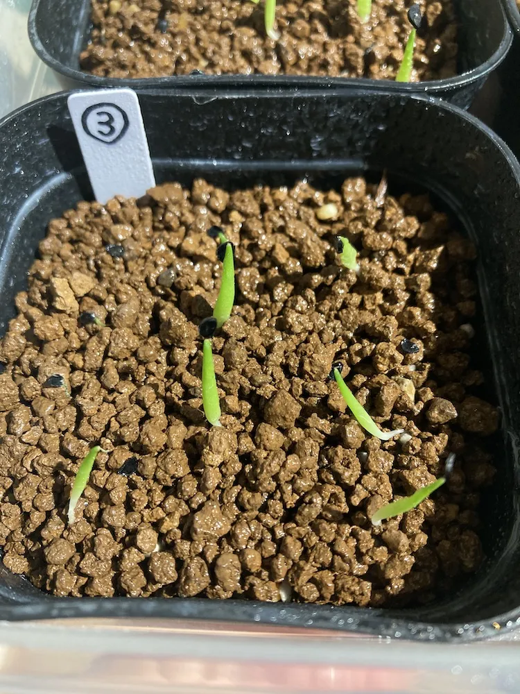 Agave titanota Blue Lot. (アガベ チタノタブルー)