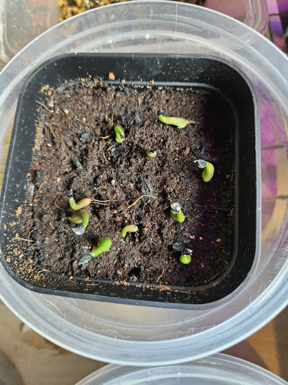 Agave oteroi Lot. (アガベ オテロイ)