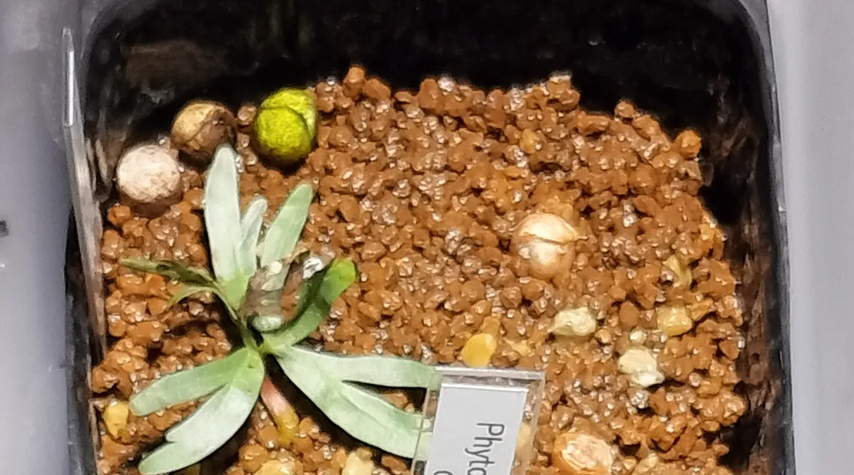 Bursera fagaroides (ブルセラ ファガロイデスプルプシー)