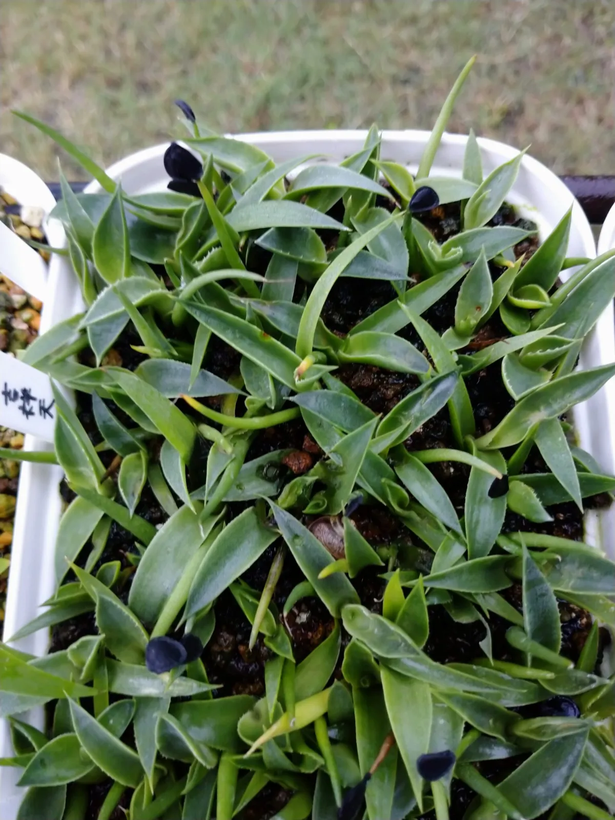 Agave parryi ssp. parryi (アガベ パリー)