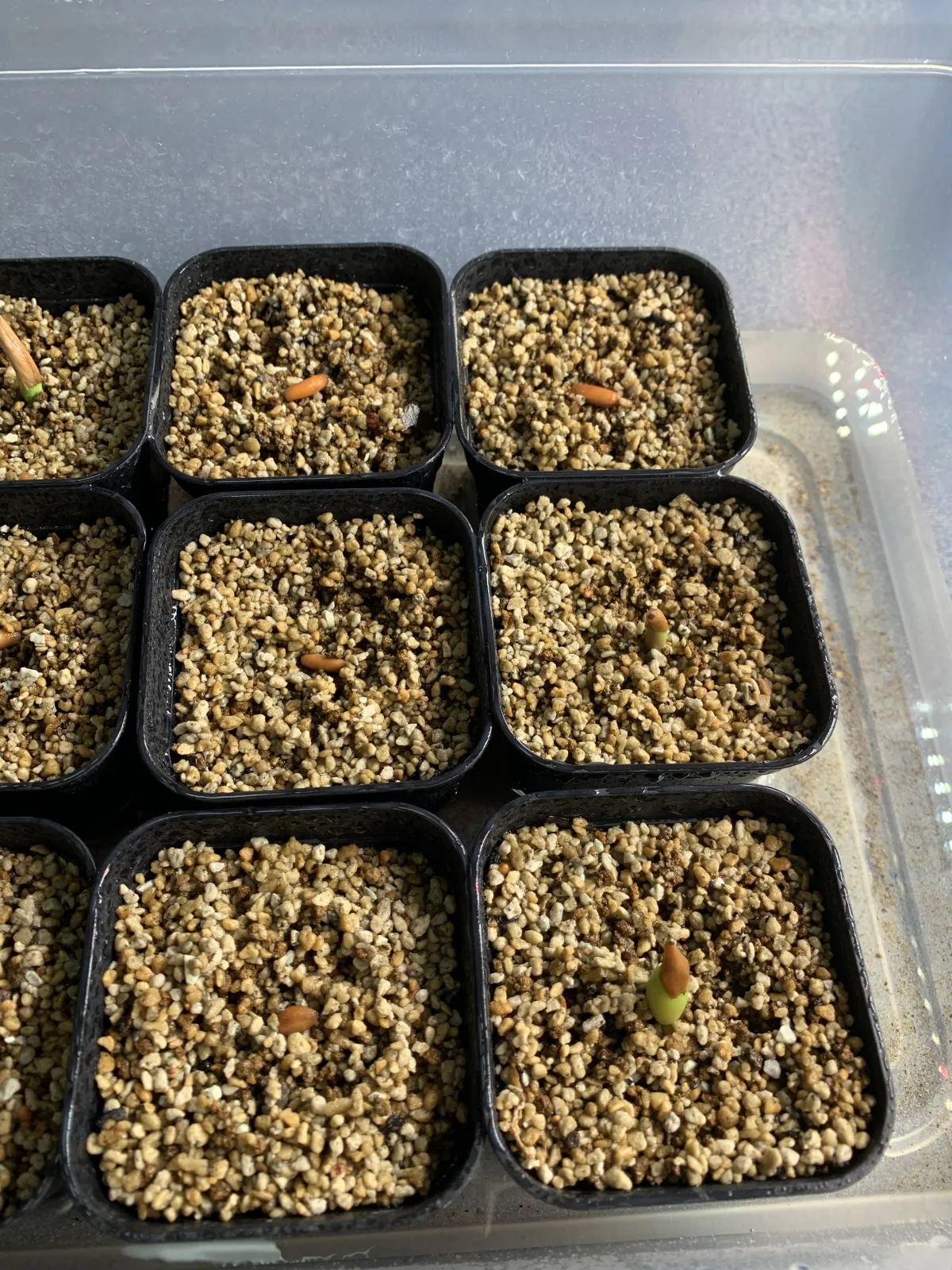 DHA Adenium thai socotranum DHA (アデニウム)