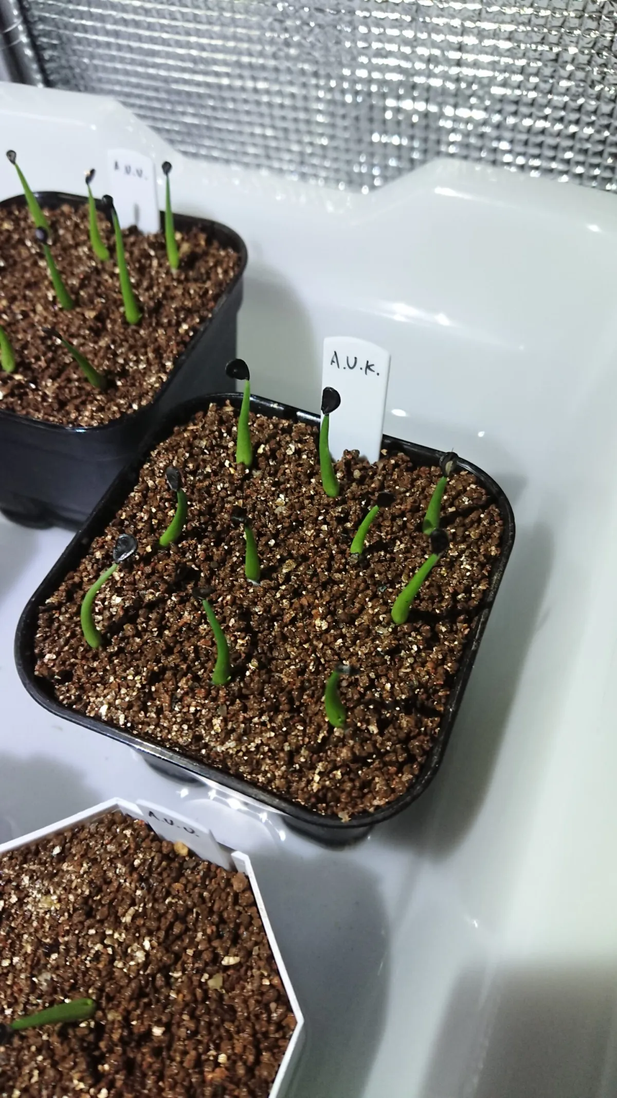 Agave utahensis kaibabensis (アガベ カイバベンシス)