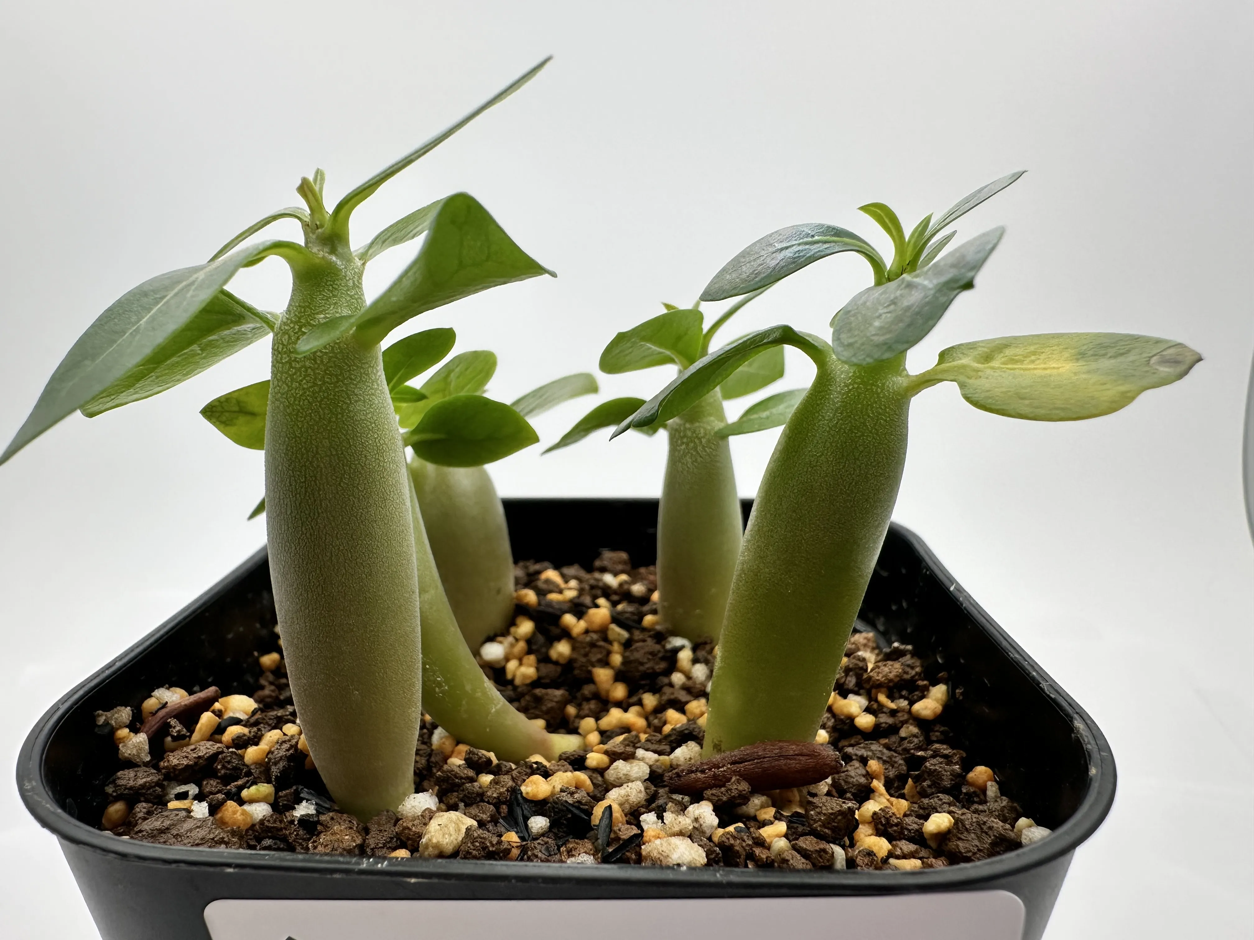 Black Tong Gak Adenium Black Tong Gak (アデニウム)