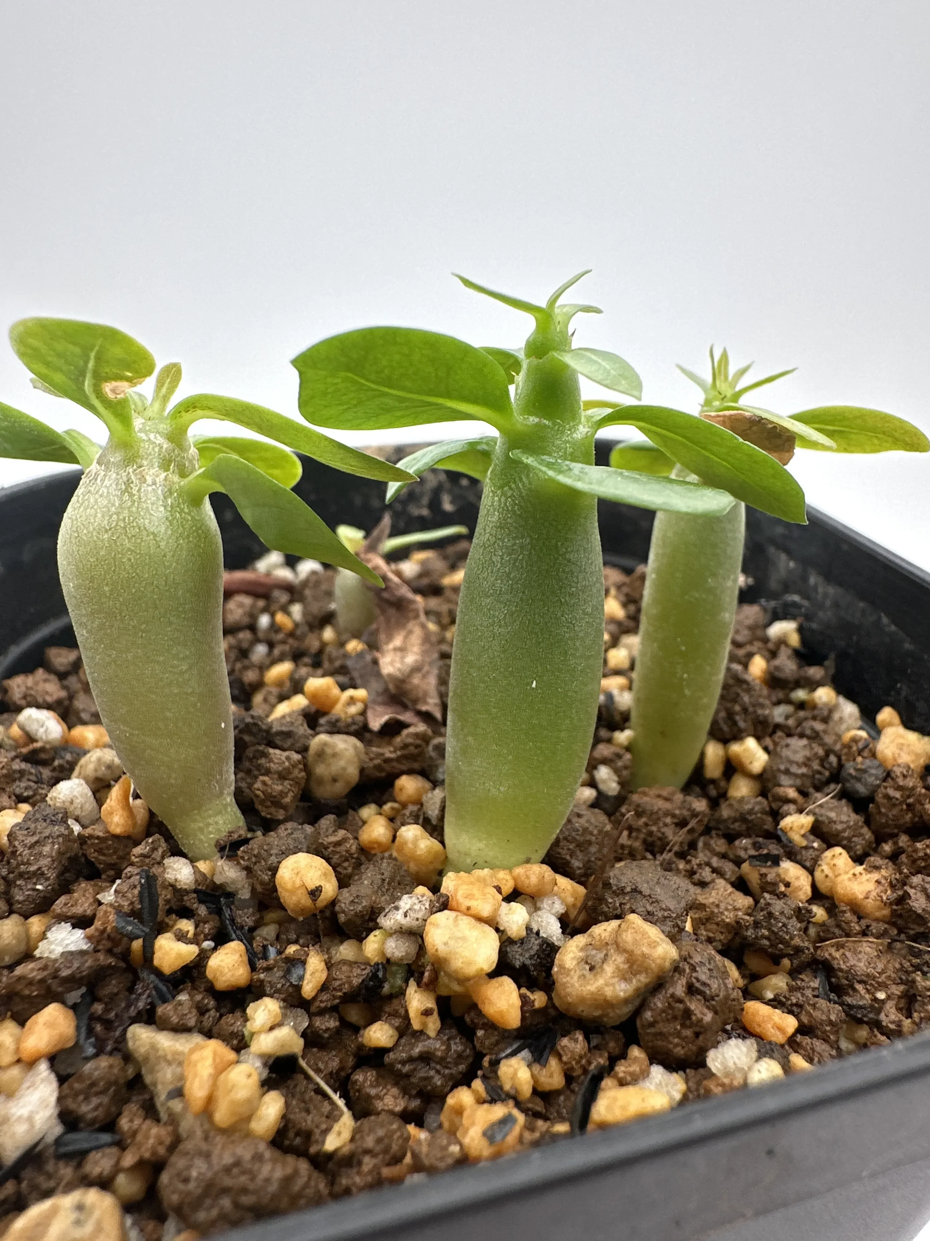 Black Tong Gak Adenium Black Tong Gak (アデニウム)