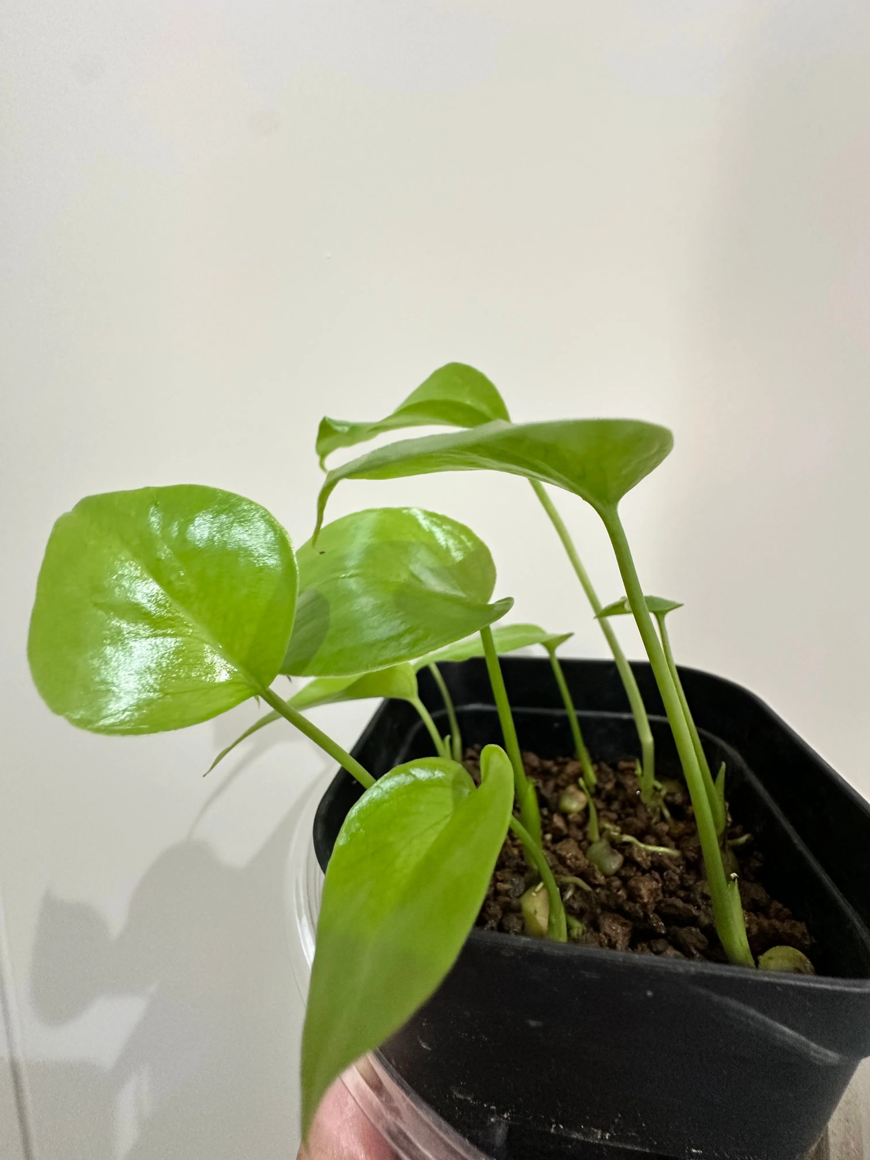 Monstera deliciosa small seeds (モンステラ デリシオーサ （小粒）)
