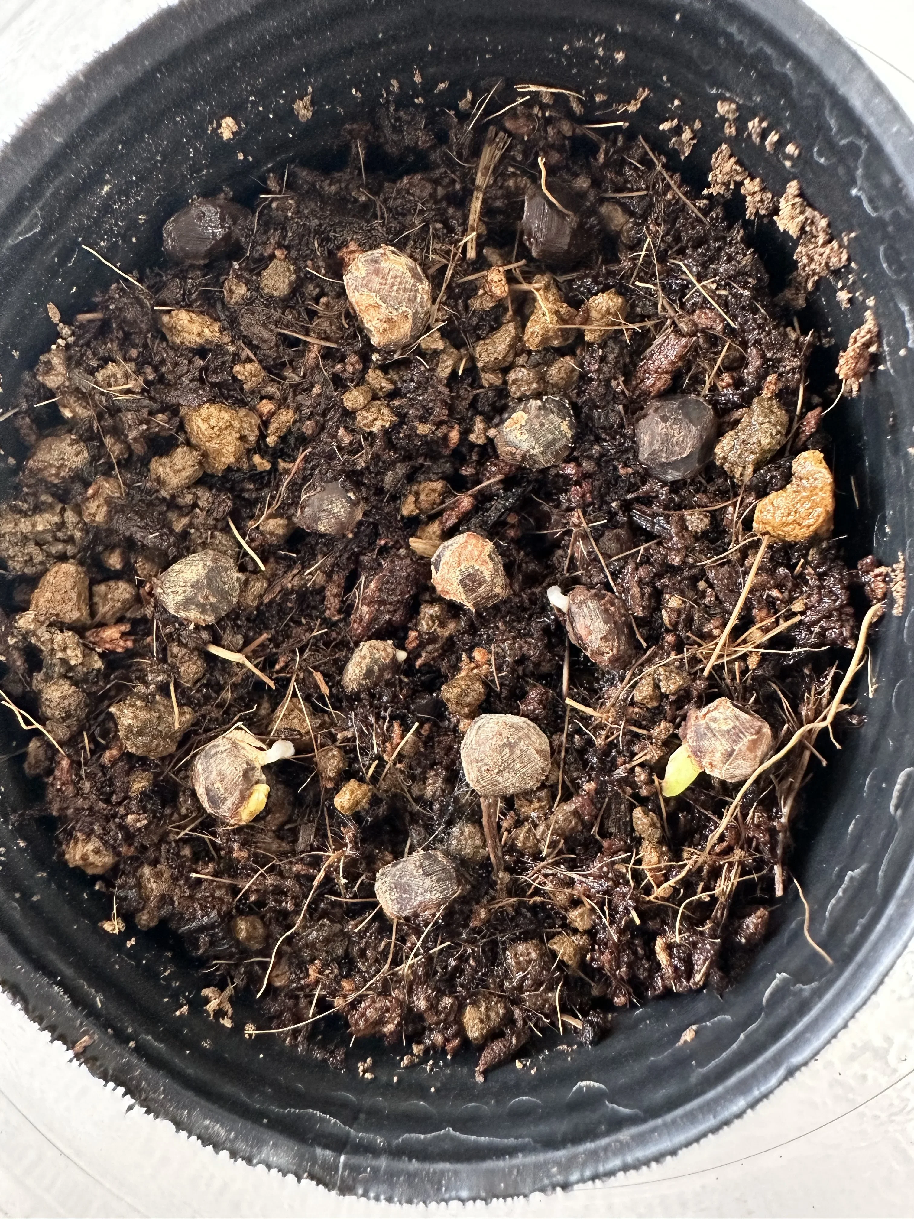 Operculicarya pachypus Lot. (オペルクリカリア パキプス)