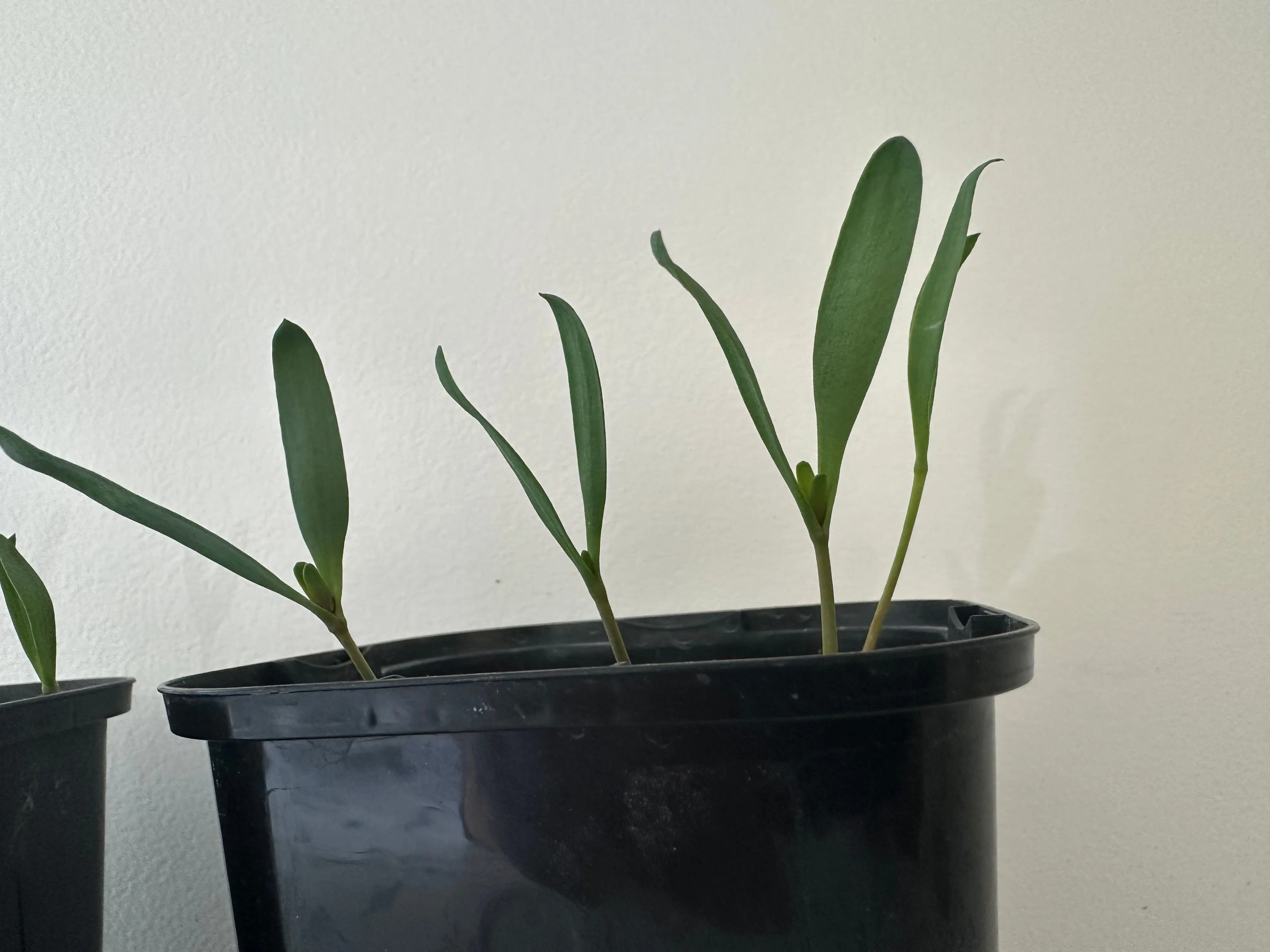 Welwitschia mirabilis (ウェルウィッチア ミラビリス 奇想天外)