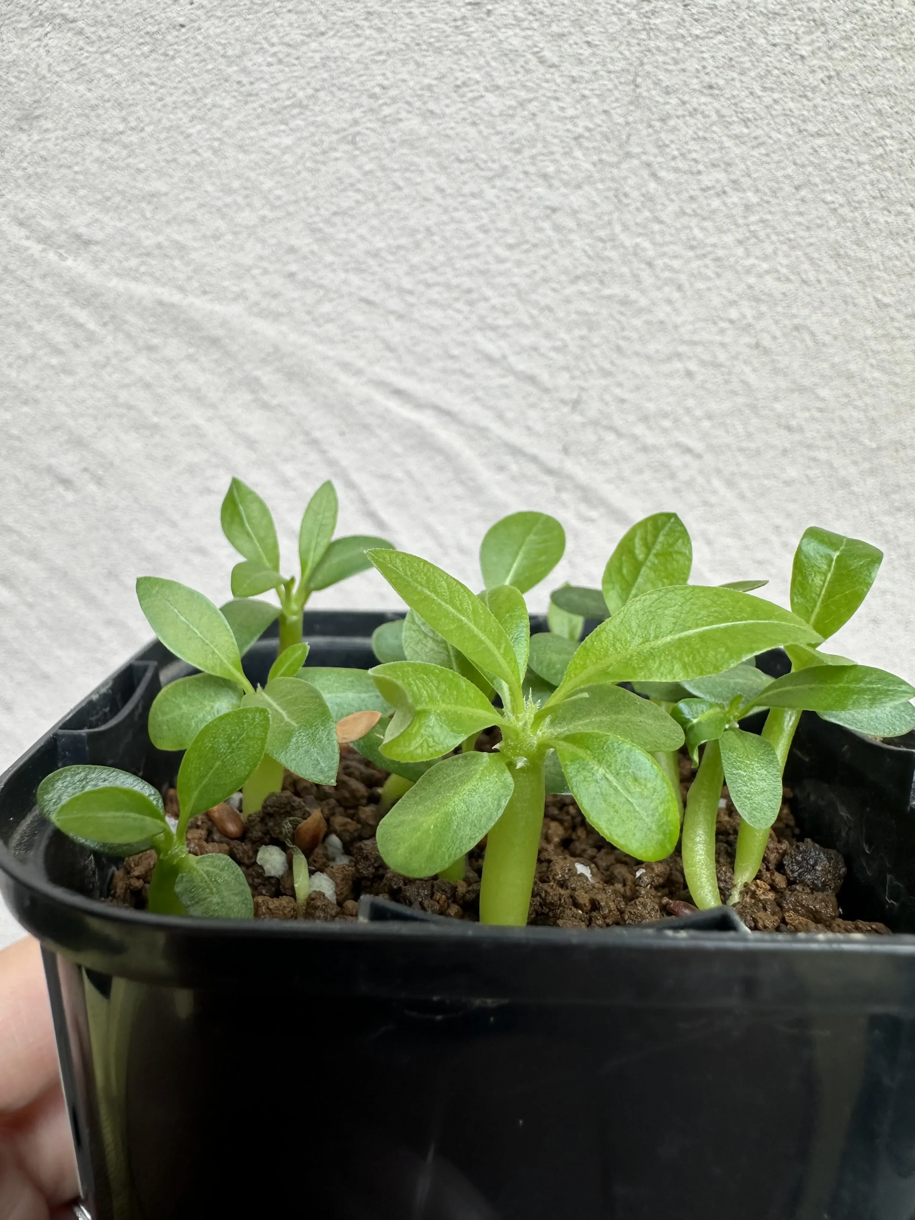 Pachypodium brevicaule ssp. brevicaule (パキポディウム ブレビカウレ)