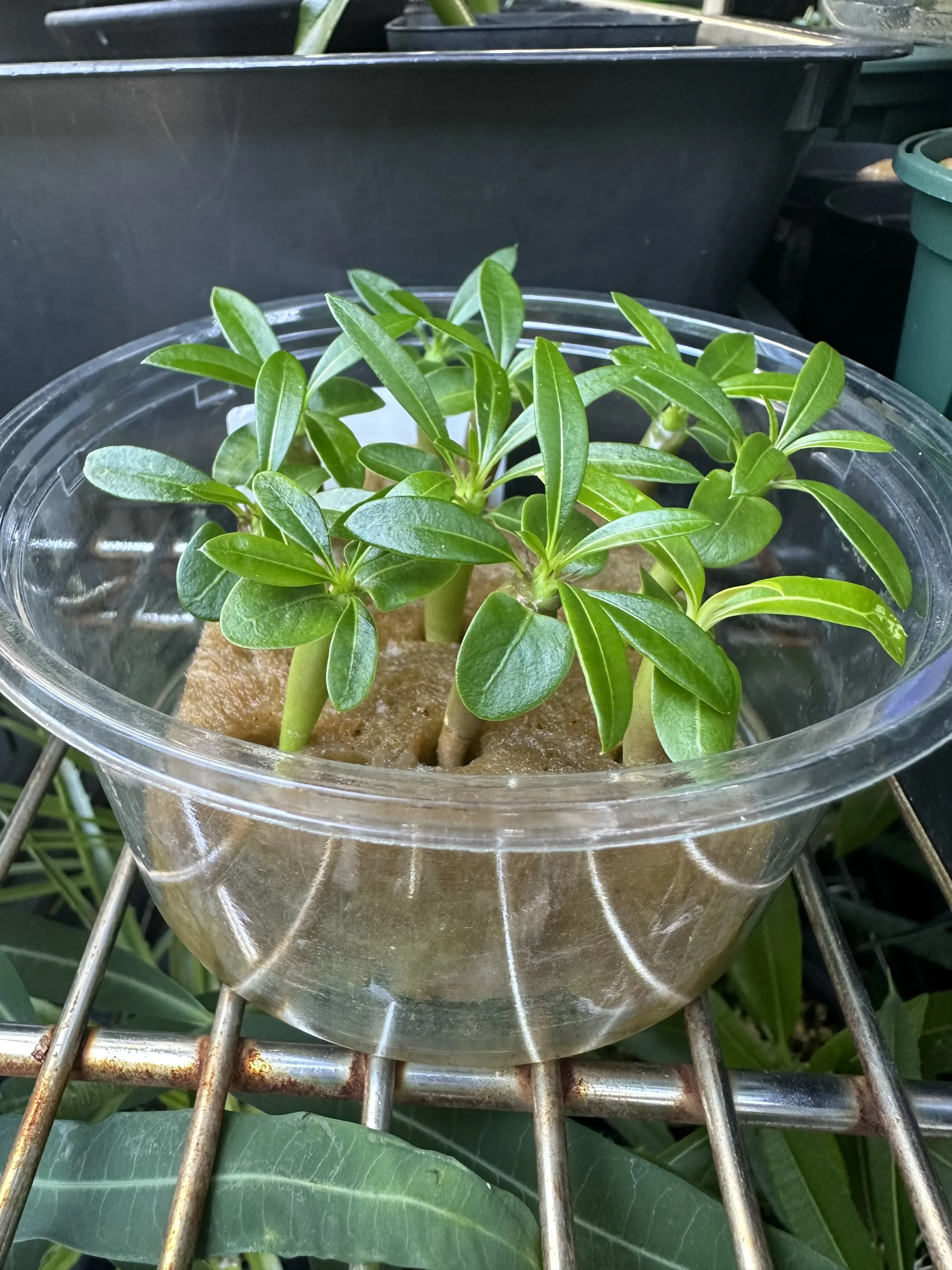 Pachypodium lamerei (パキポディウム ラメレイ)