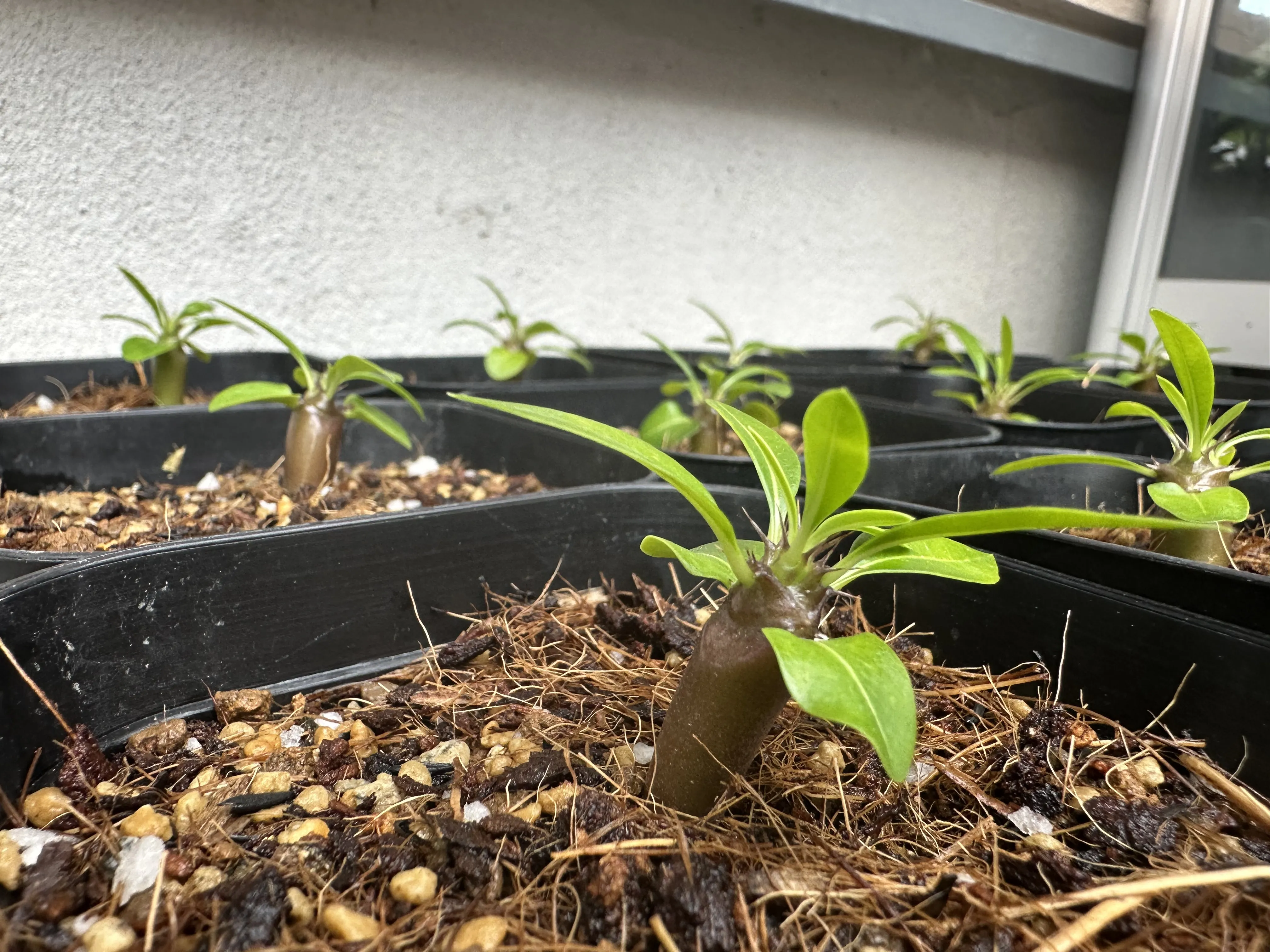 Pachypodium lamerei (パキポディウム ラメレイ)