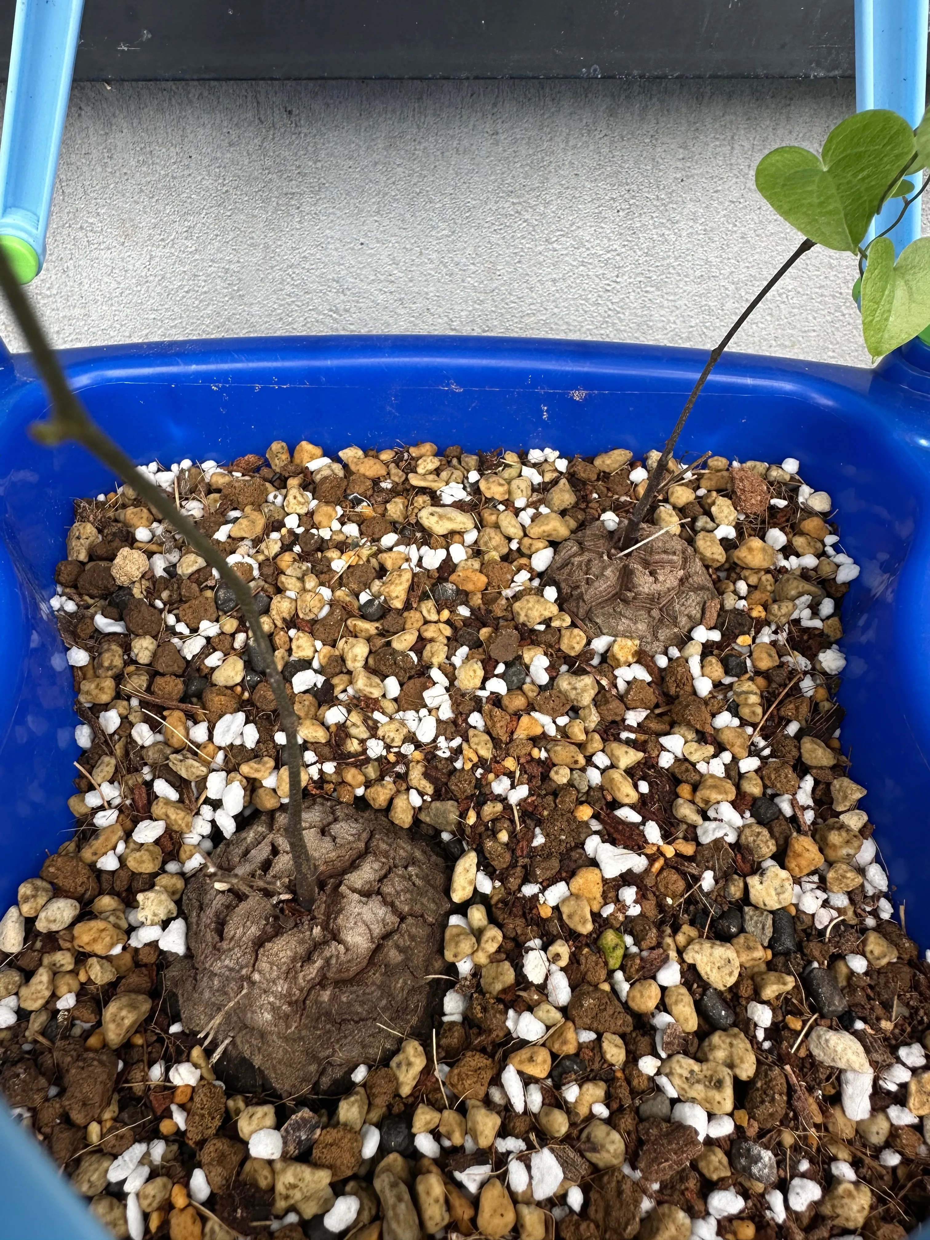 Dioscorea elephantipes (ディオスコレア エレファンティペス)