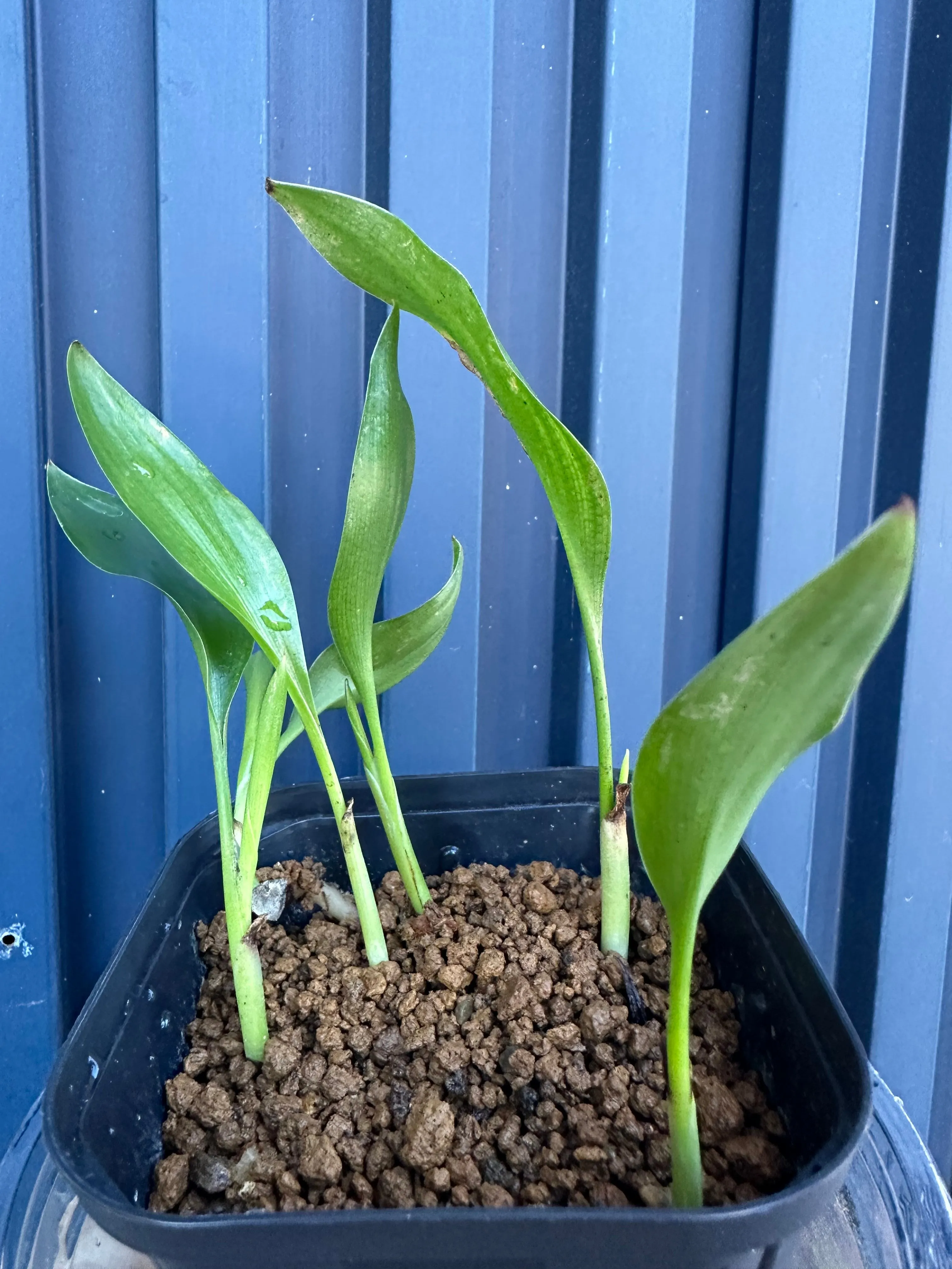 Strelitzia juncea (ストレリチア ユンケア)