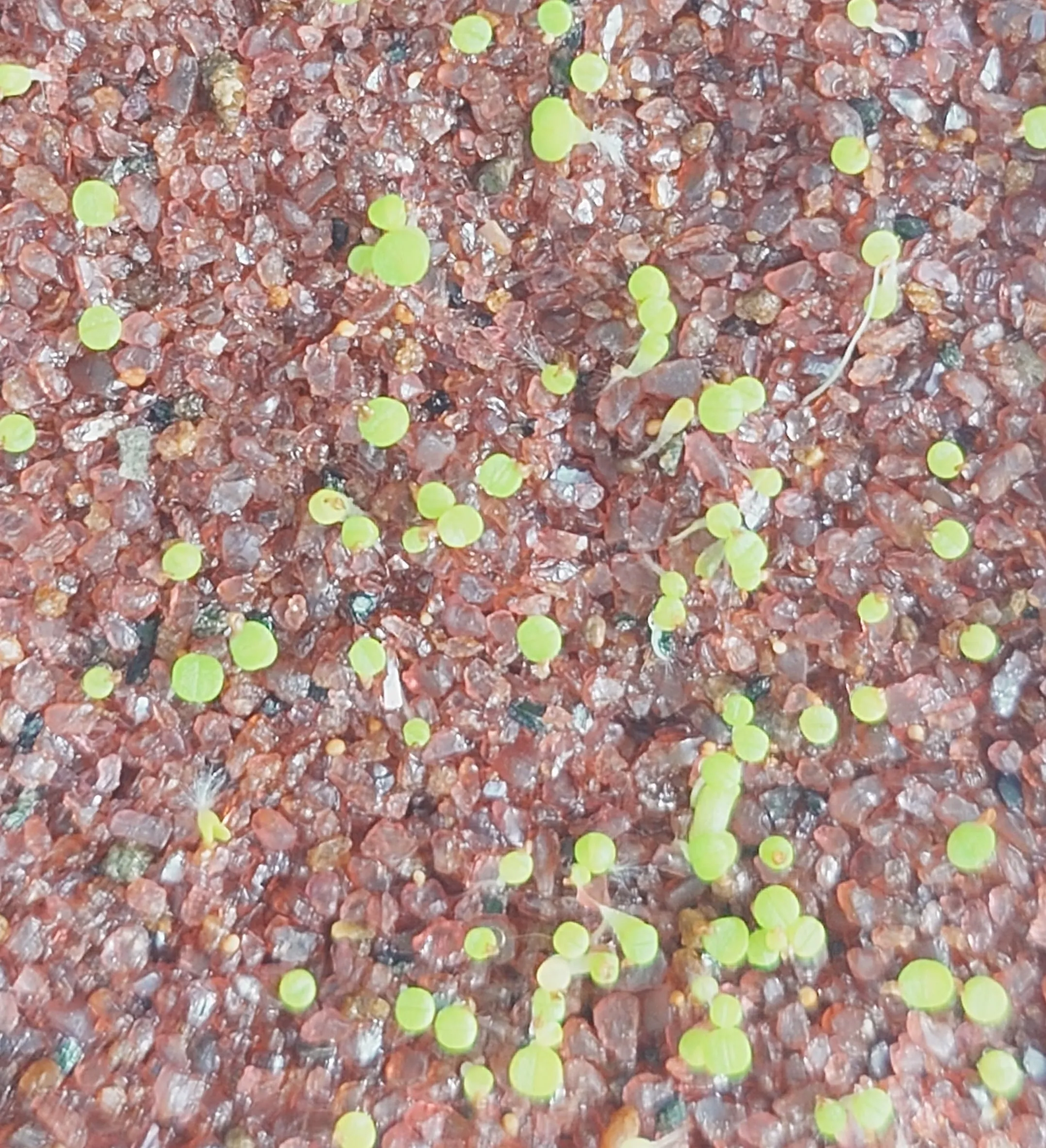 Lithops Mix Seeds (リトープス ミックス)