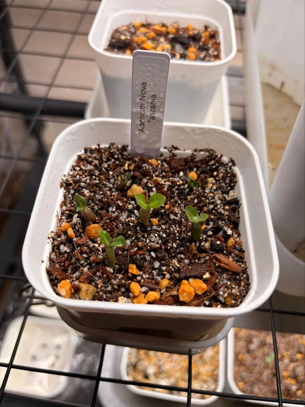 Adenium somalense  Nova Tanzania (アデニウム ノヴァ タンザニア)