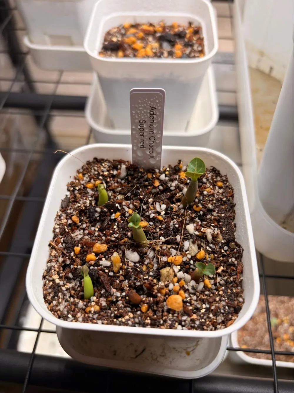 Choco X SPR Adenium Choco X Super red (アデニウム)