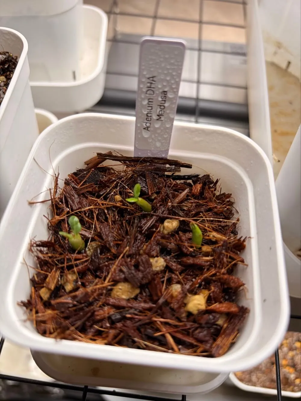 DHA Medusa Adenium DHA Medusa (アデニウム)