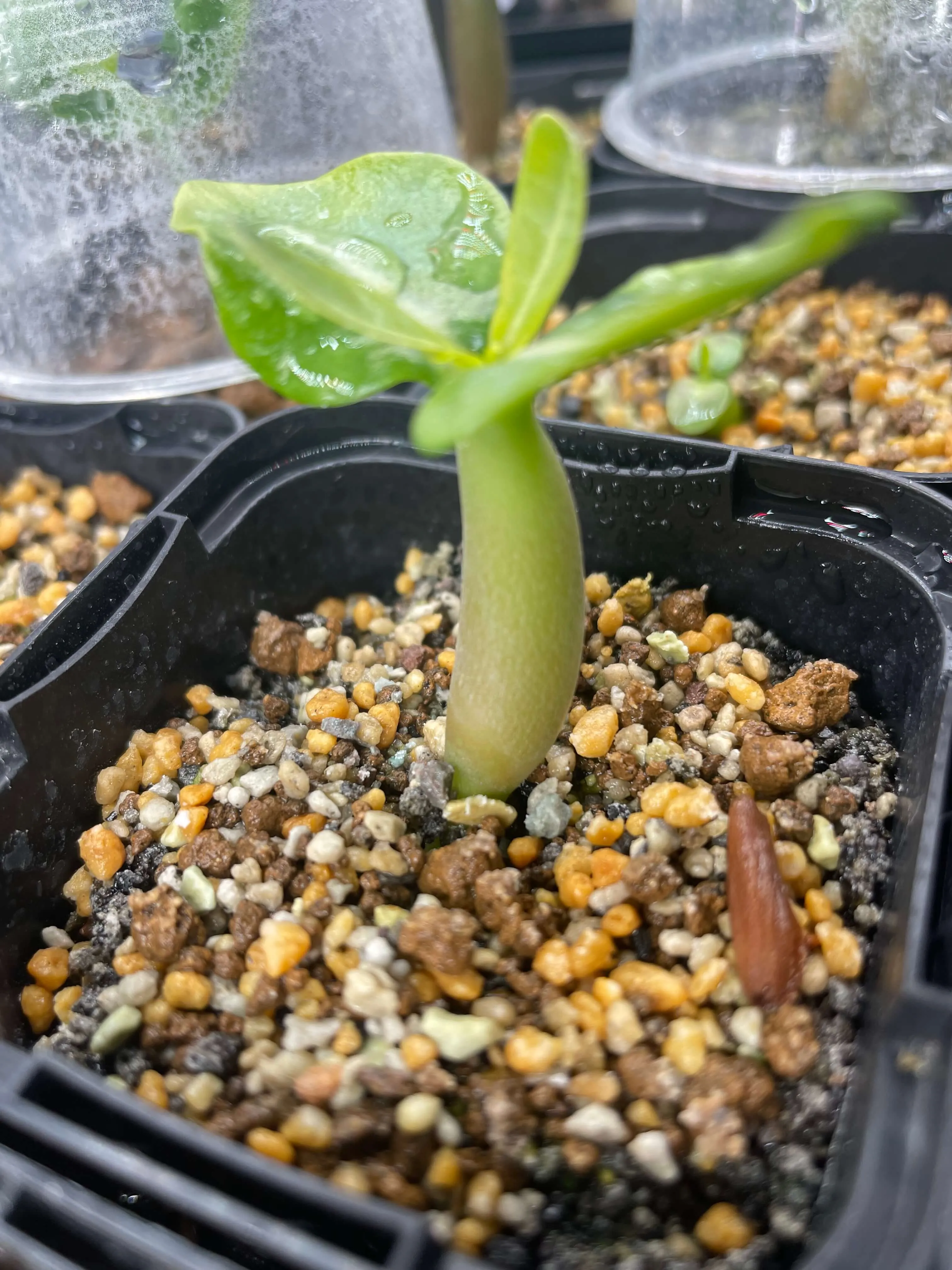 KHZ Adenium thai socotranum KHZ (アデニウム タイ ソコトラナム)