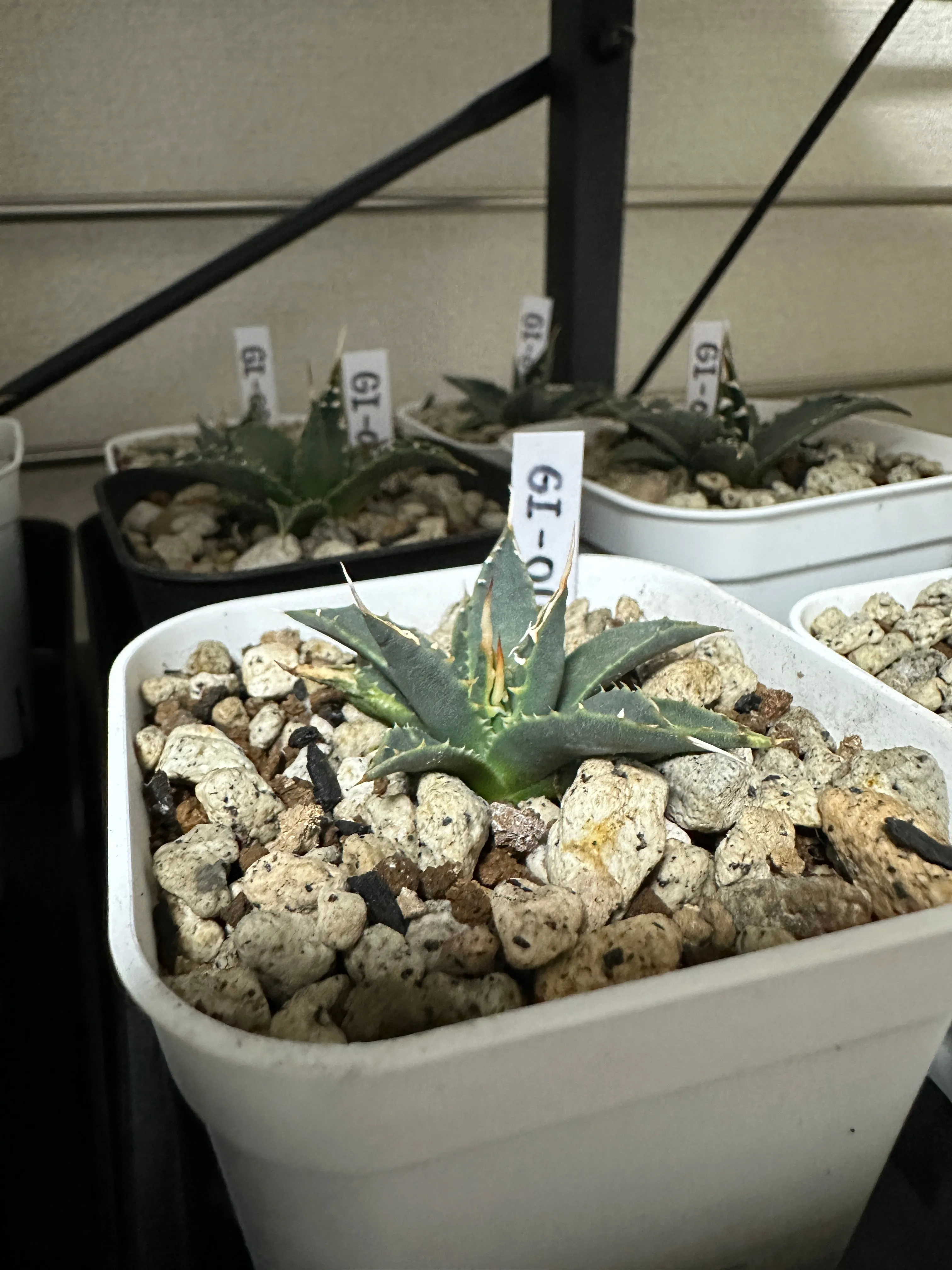 Agave utahensis var. eborispina (アガベ エボリスピナ)