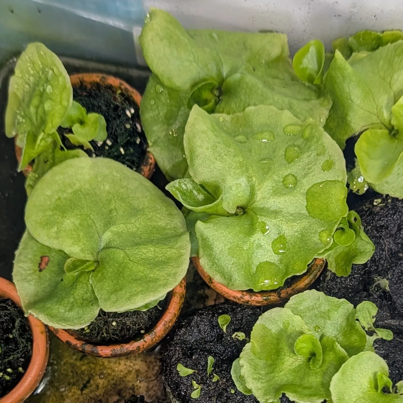 Platycerium ridleyi ([種子/胞子] ビカクシダ リドレイ)