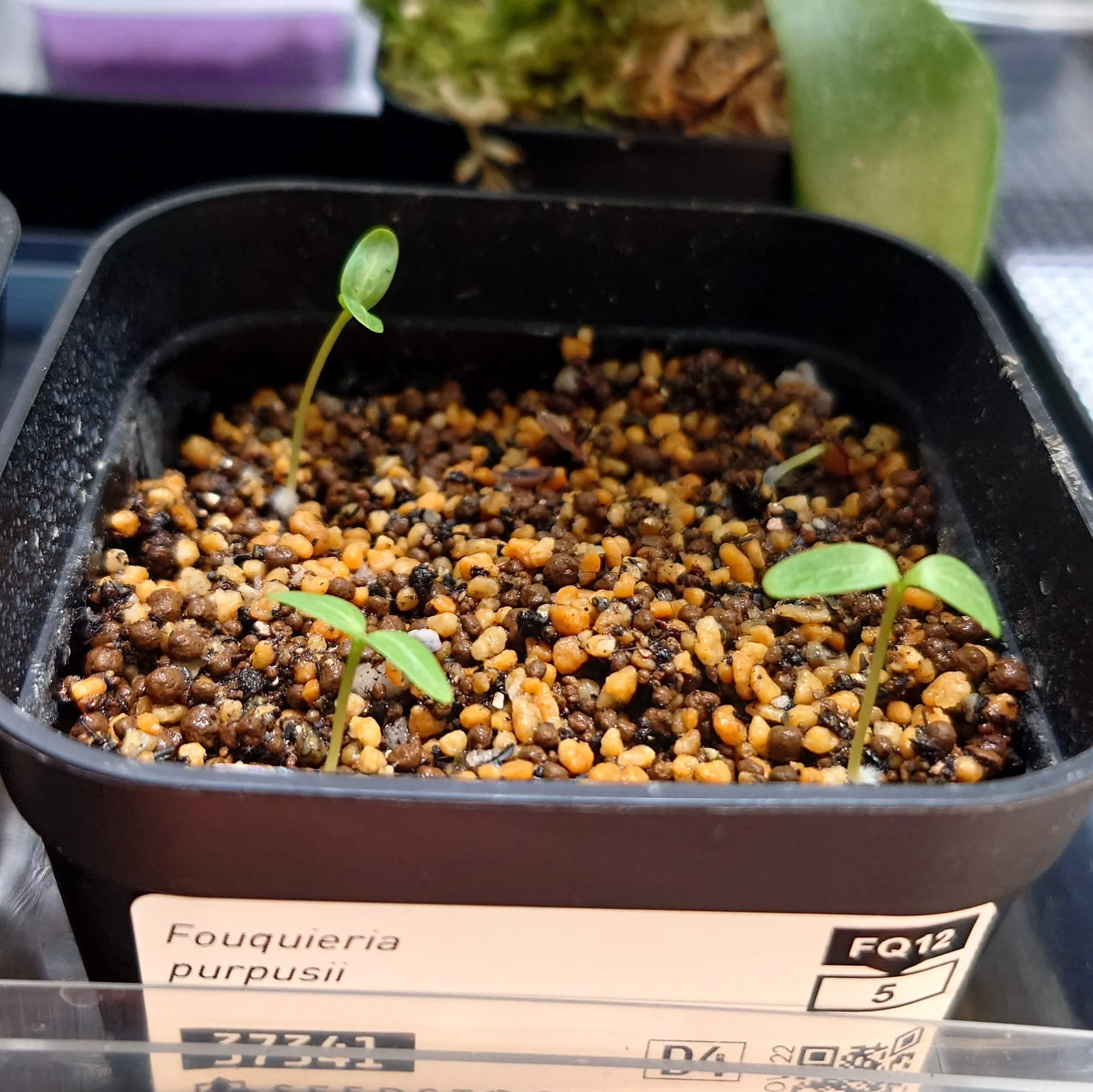 Fouquieria purpusii (フォークイエリア プルプシー)