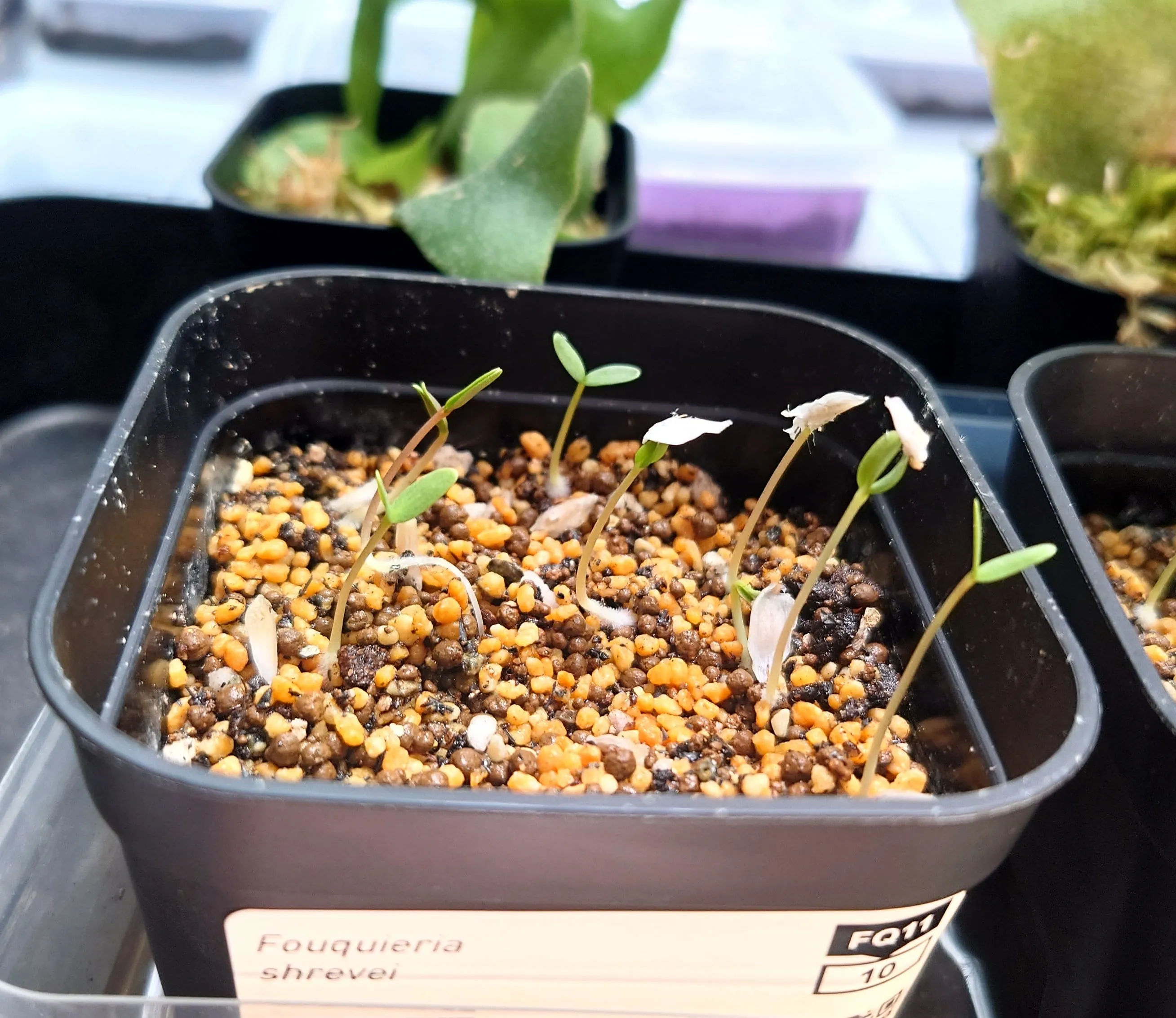 Fouquieria shrevei (フォークイエリア シュリベイ)