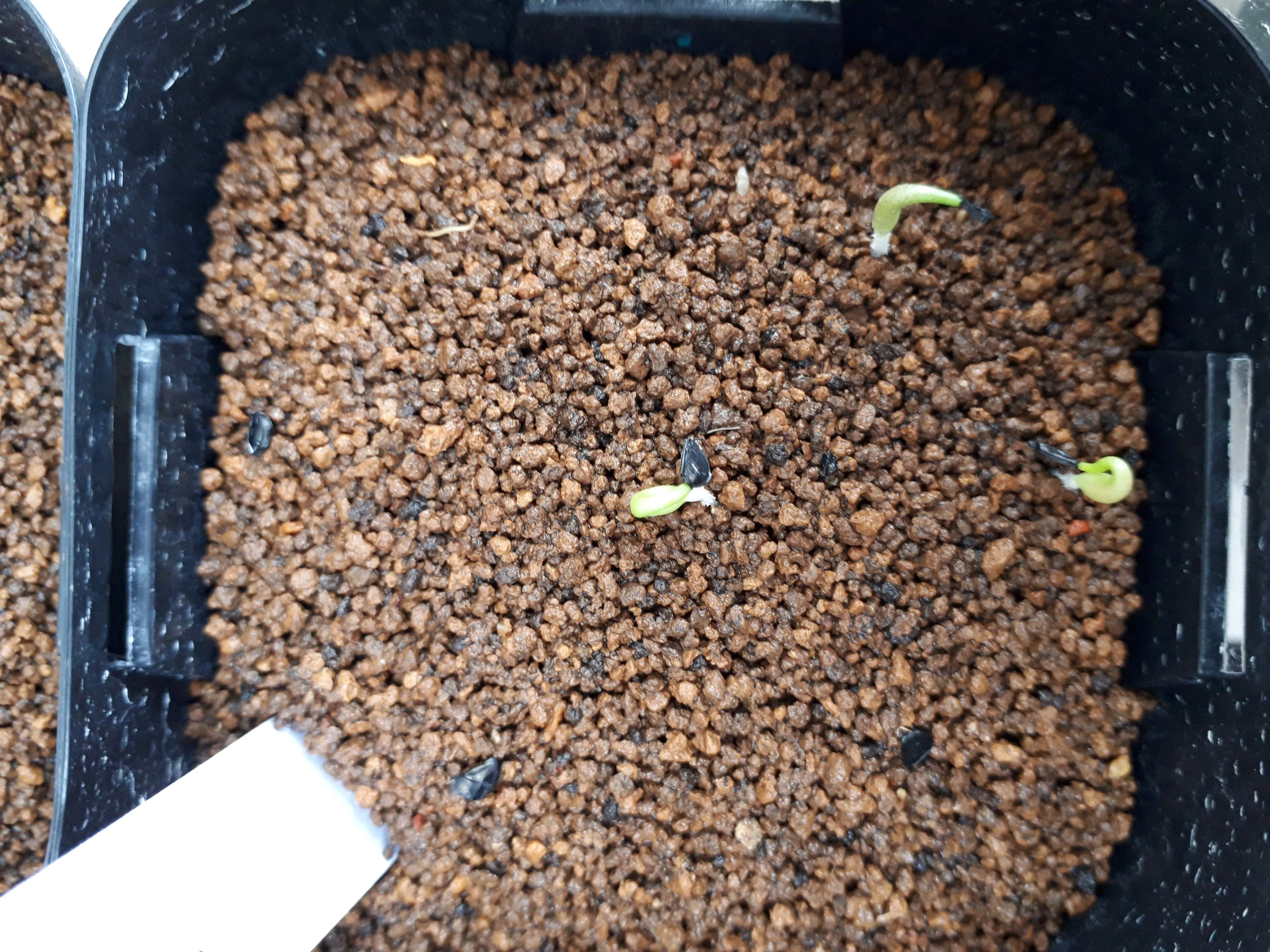 Agave titanota Blue Lot. (アガベ チタノタブルー)