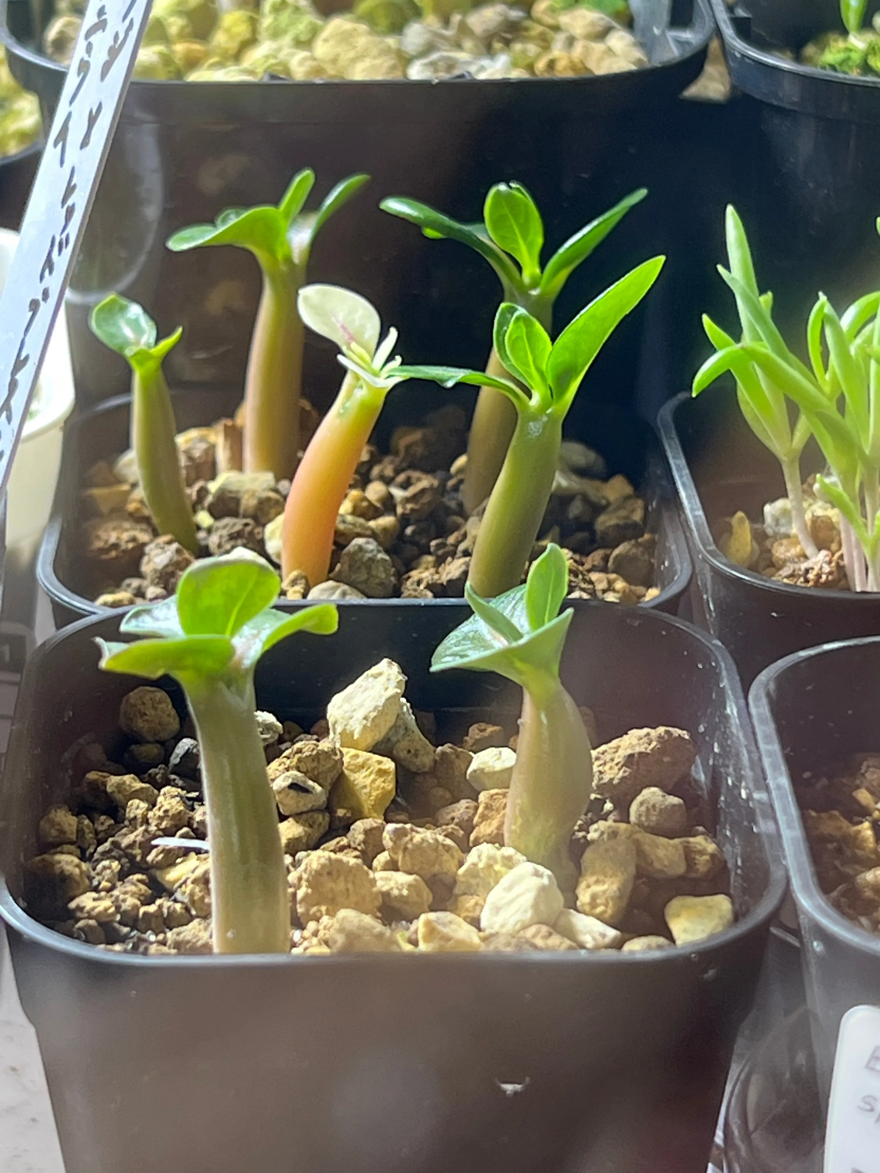 KHZ Adenium thai socotranum KHZ (アデニウム タイ ソコトラナム)