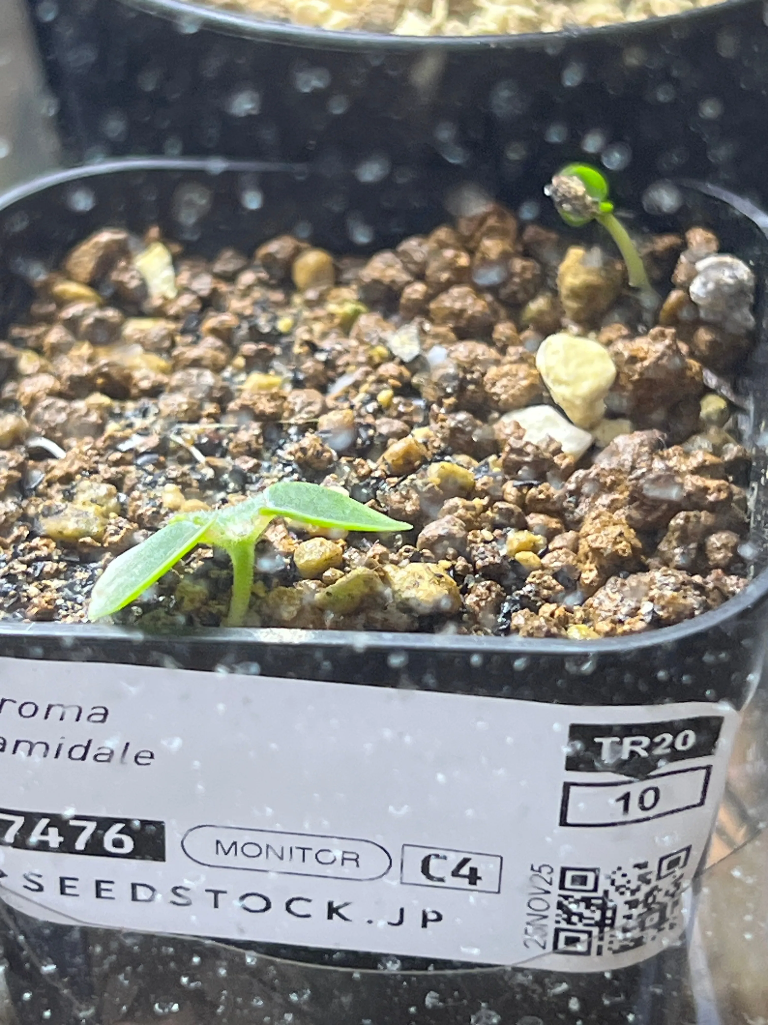 Ochroma pyramidale (オクロマ ピラミデイル)