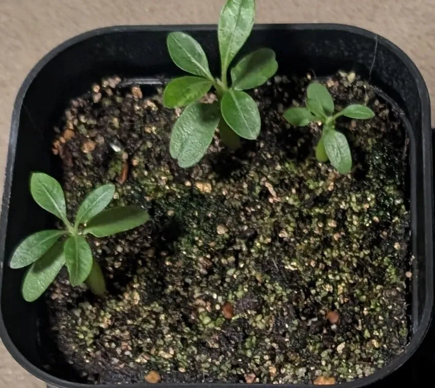 Pachypodium brevicaule ssp. brevicaule (パキポディウム ブレビカウレ)
