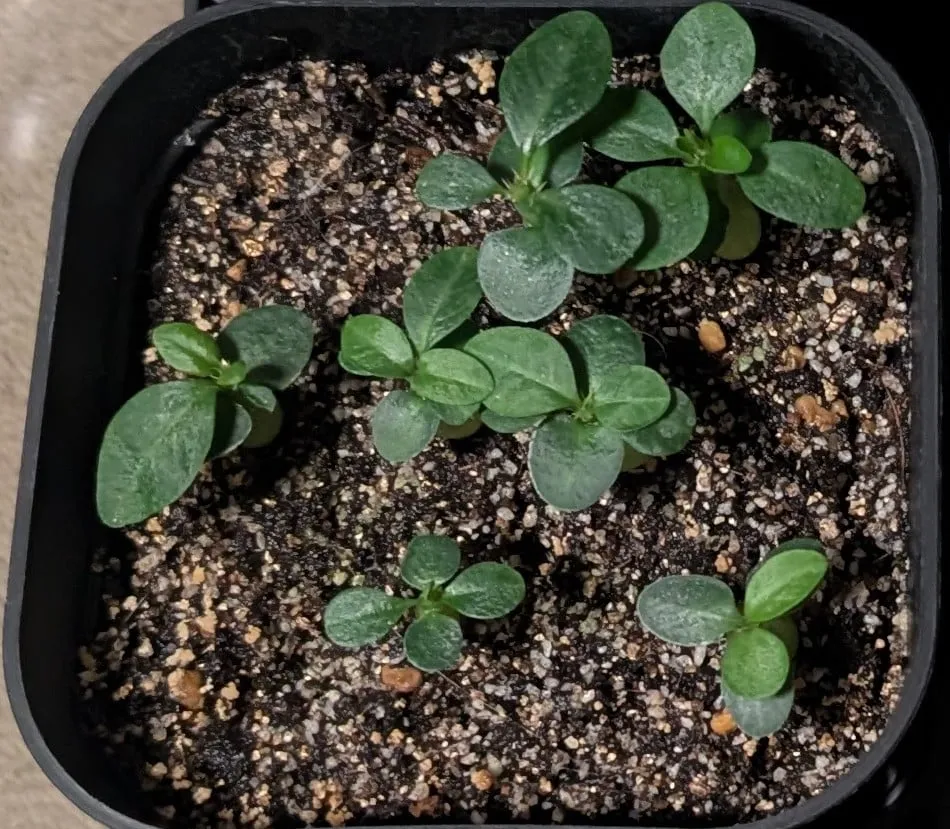 Pachypodium succulentum (パキポディウム サキュレンタム)
