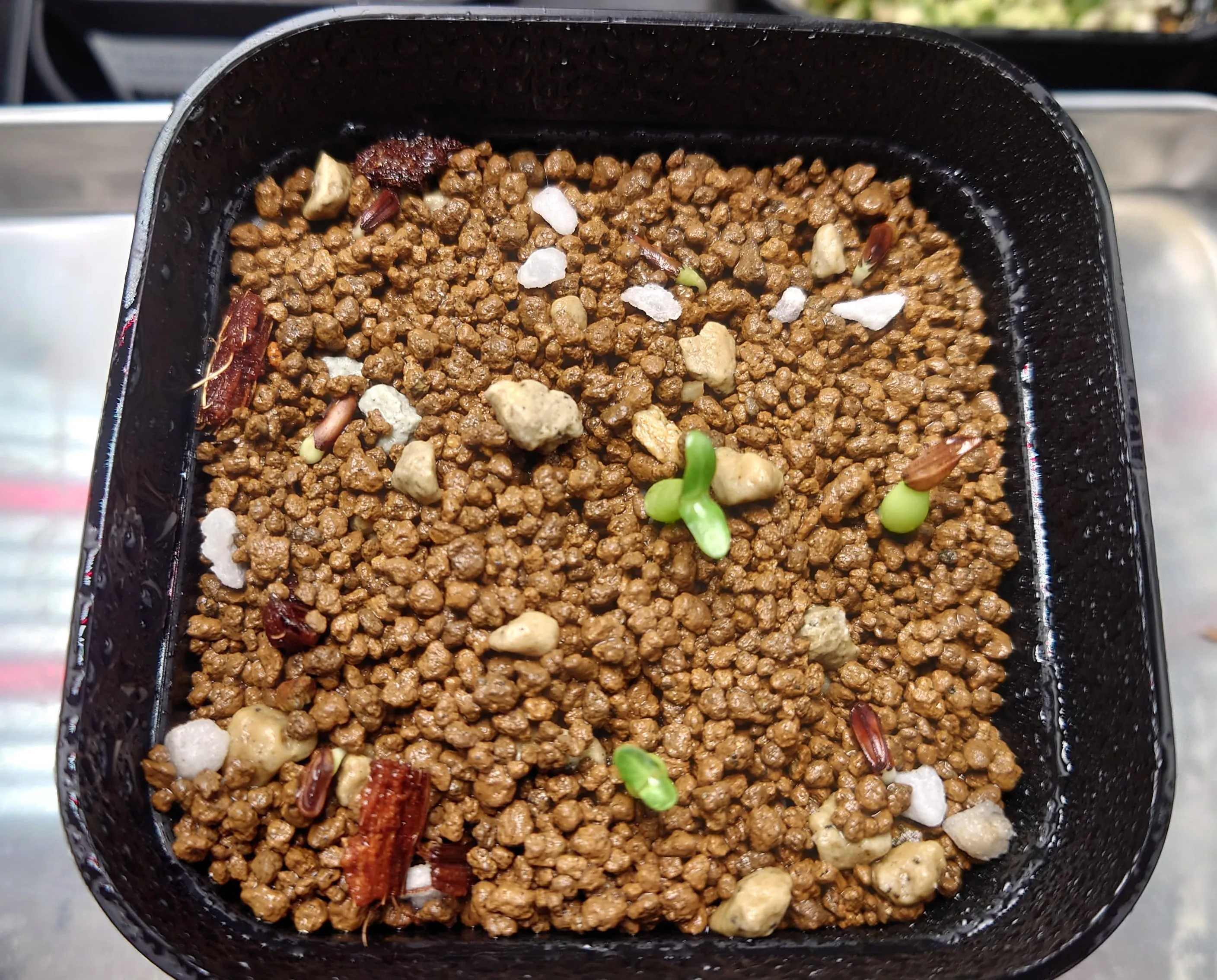 Pachypodium rosulatum var. gracilius Lot. (パキポディウム グラキリス)