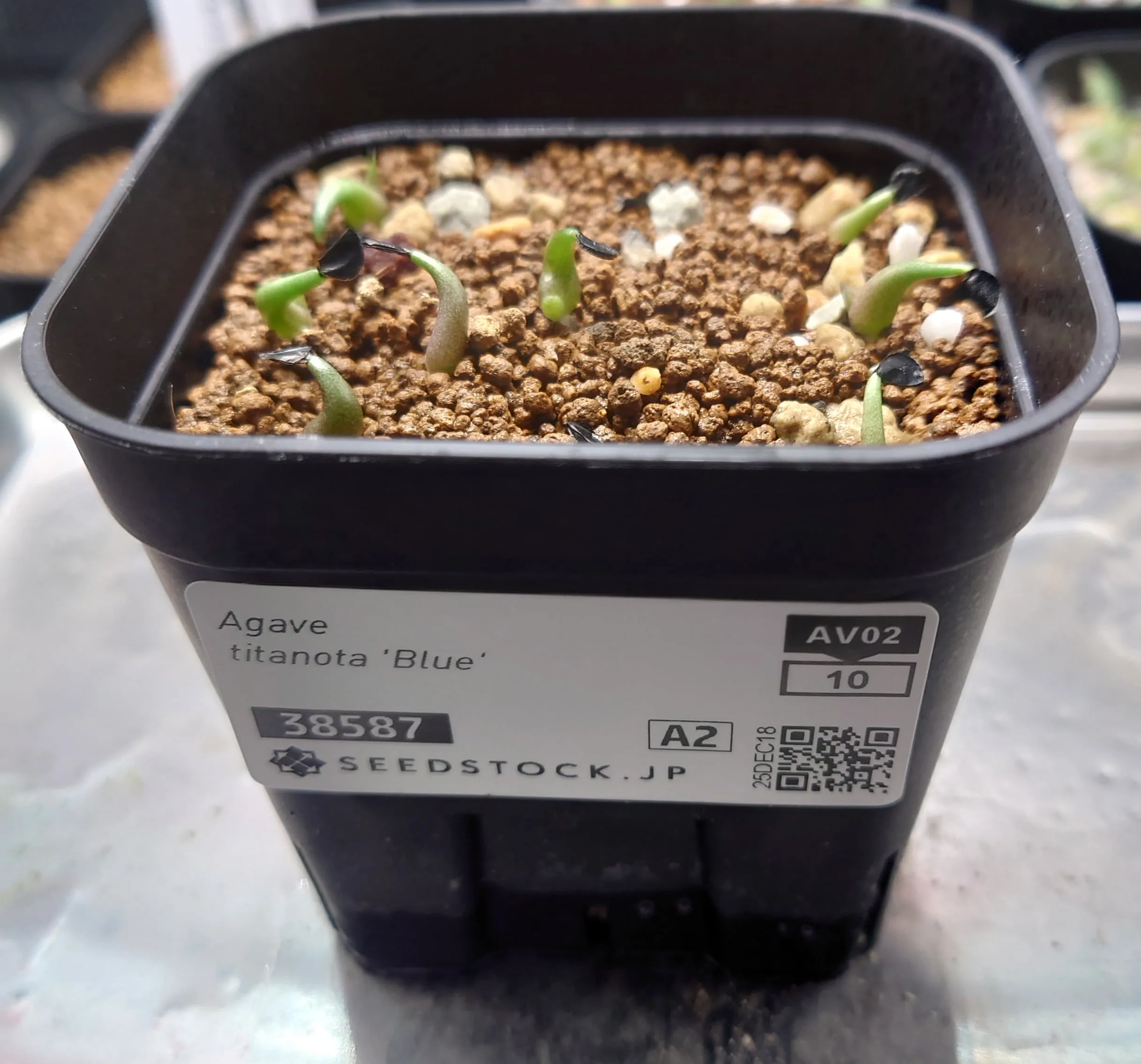 Agave titanota Blue Lot. (アガベ チタノタブルー)