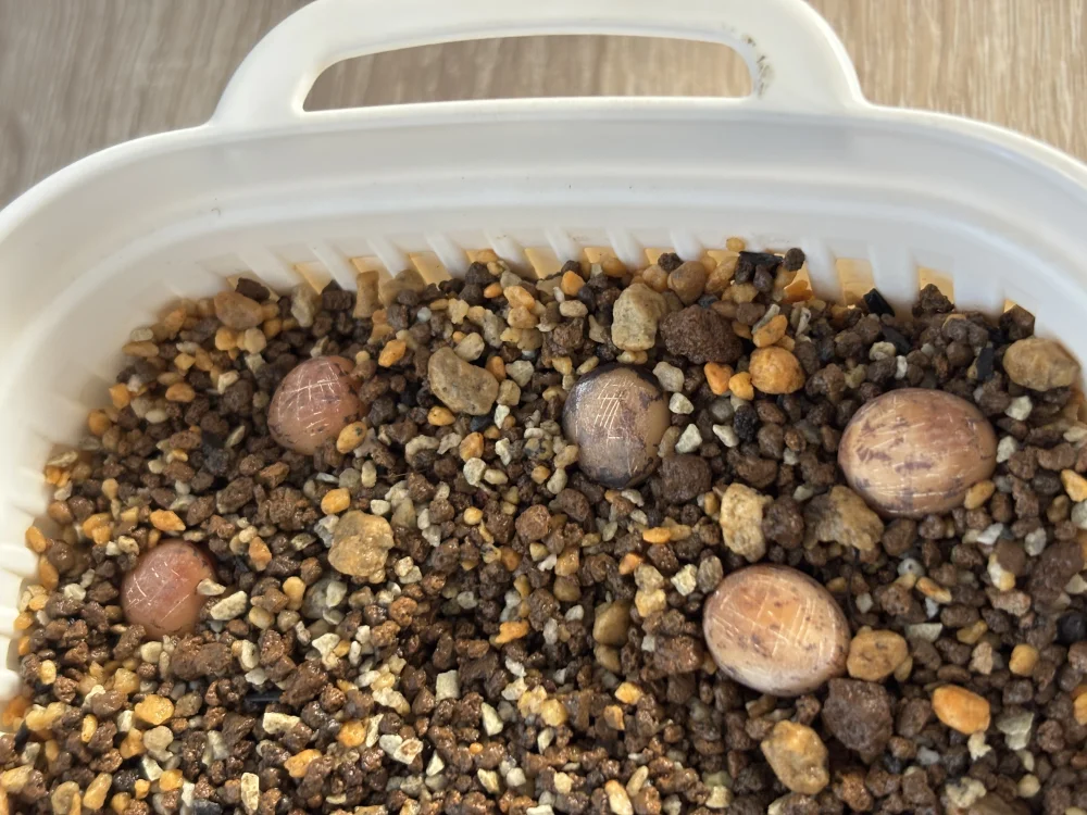 Commiphora kraeuseliana (コミフォラ クラウセリアナ)