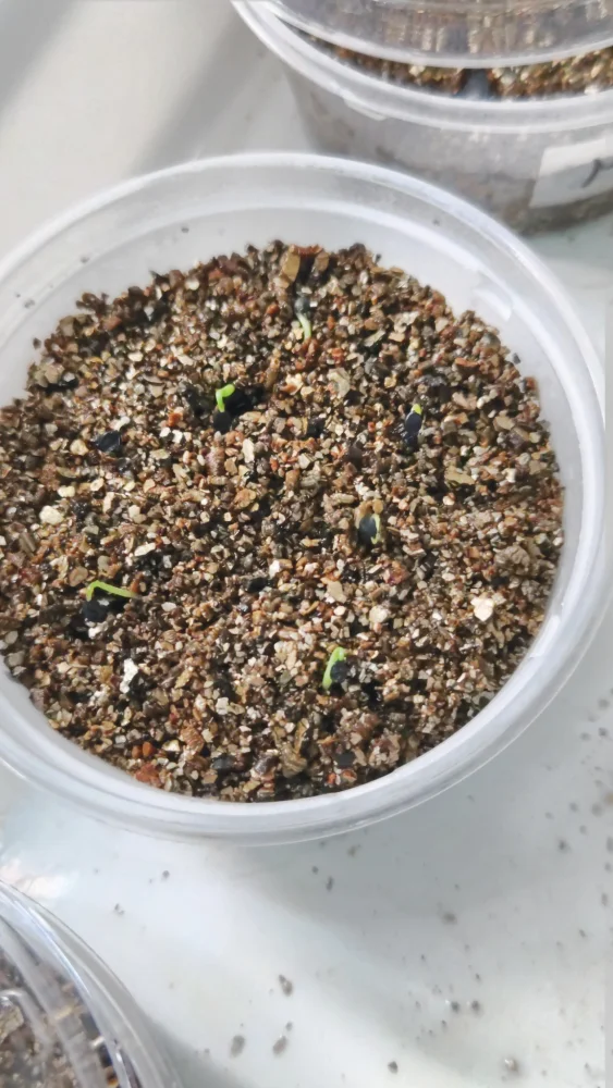 Agave vilmoriniana (アガベ ビルモリニアナ)