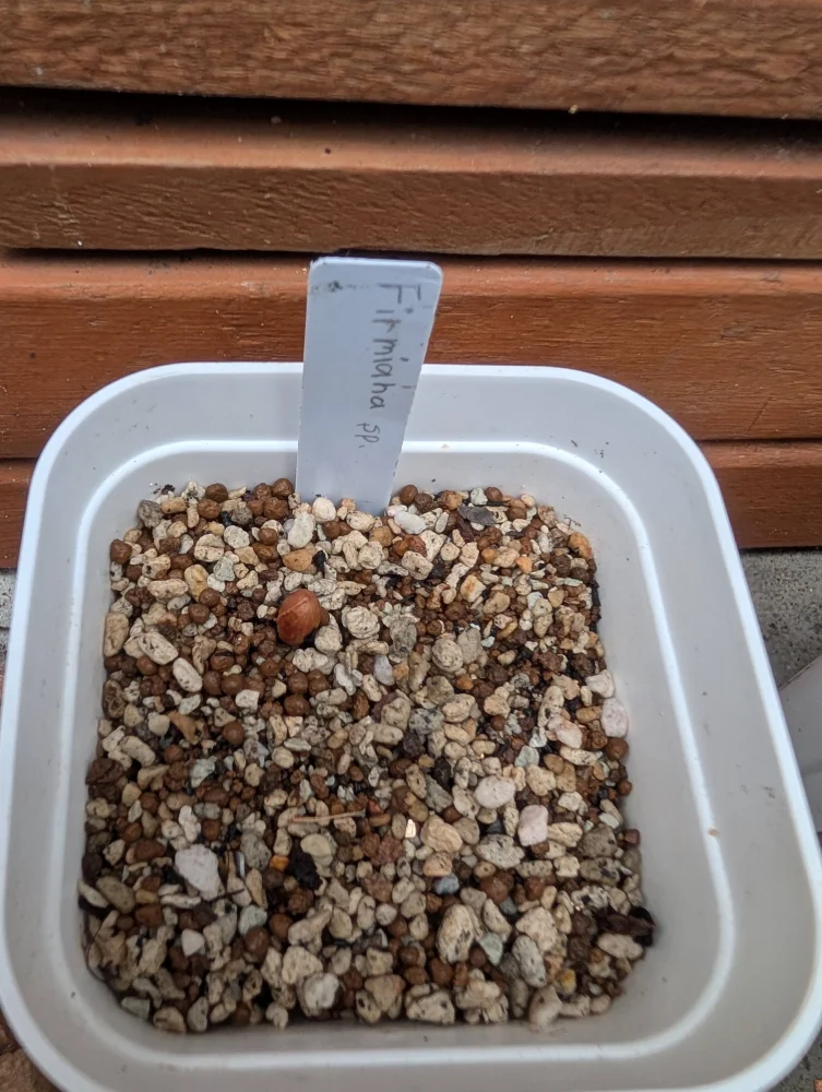 sp. Firmiana sp. (フィルミアナ)