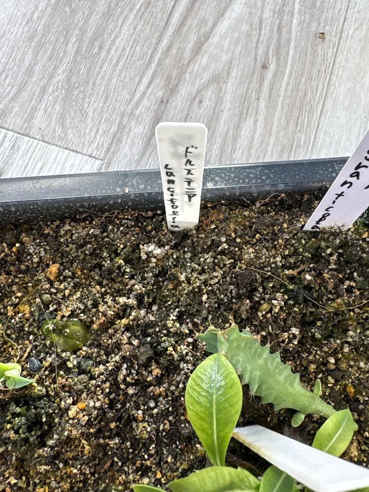 Dorstenia lancifolia (ドルステニア ランシフォリア)