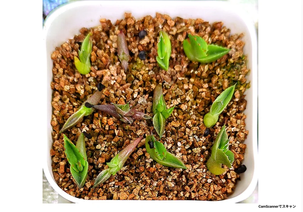 Agave victoriae-reginae (アガベ バスタマンテ)