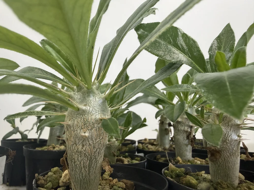 発芽報告/Pachypodium saundersii (パキポディウム サンデルシー