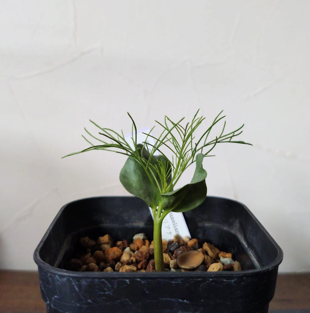 種子] コミフォラ クラウセリアナ Commiphora kraeuseliana｜塊根植物