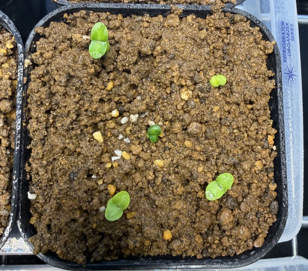 Pachypodium succulentum (パキポディウム サキュレンタム)