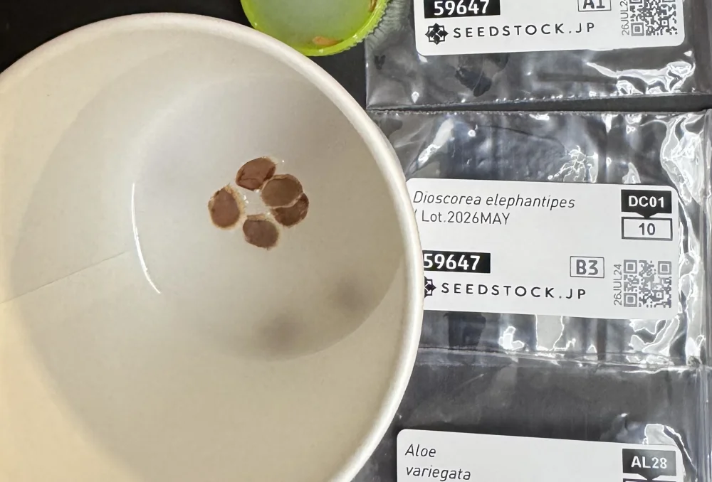 Dioscorea elephantipes (ディオスコレア エレファンティペス)