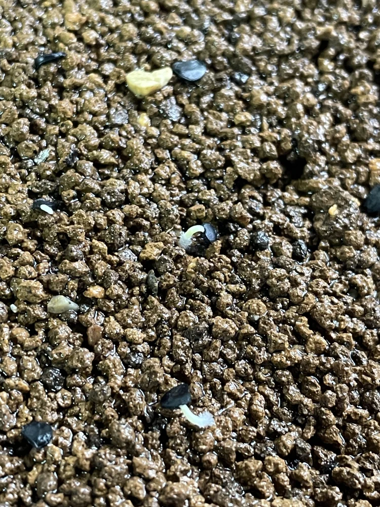 播種2日目に大量発芽