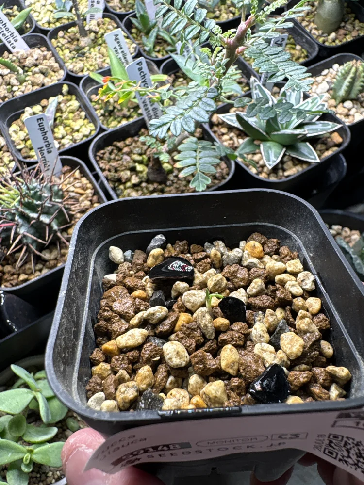 種子] ユッカ グラウカ Yucca glauca｜観葉植物 ドライガーデン 耐寒性