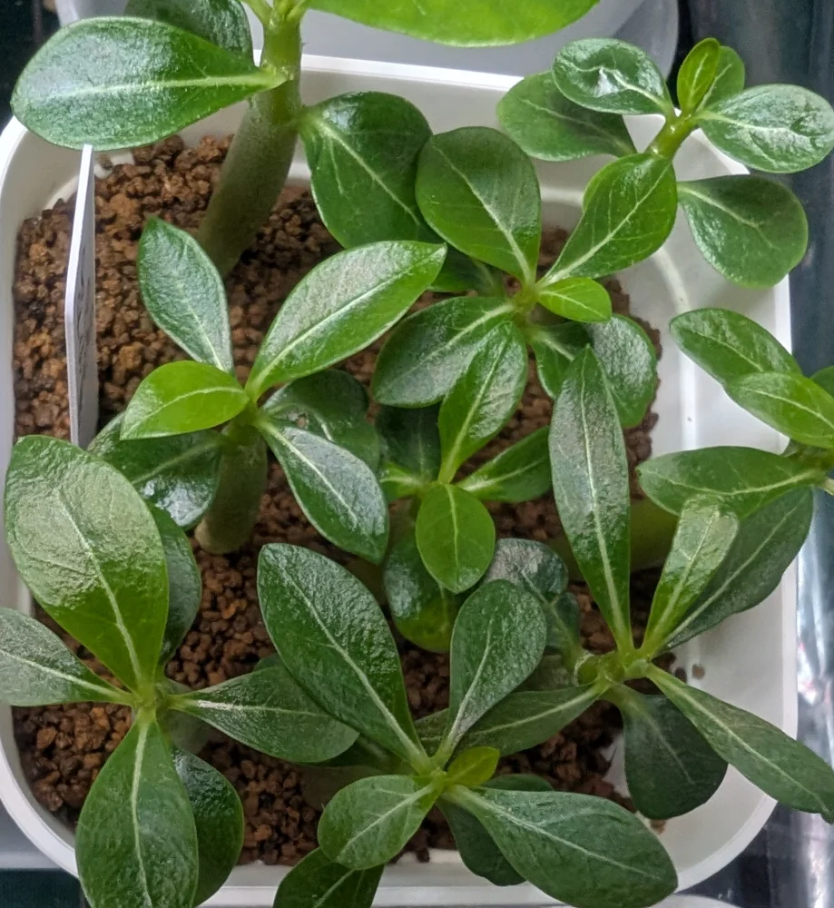Adenium obesum (アデニウム オベスム)