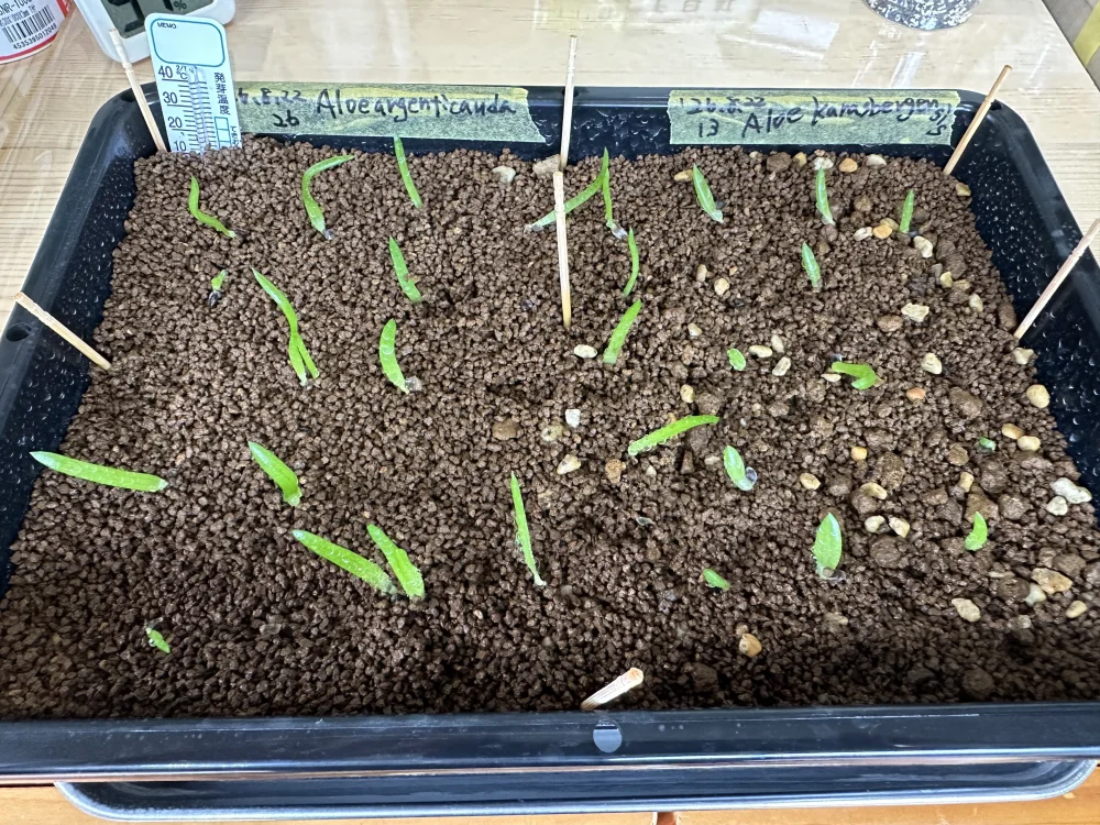 Aloe argenticauda (アロエ アルゼンチコウダ)