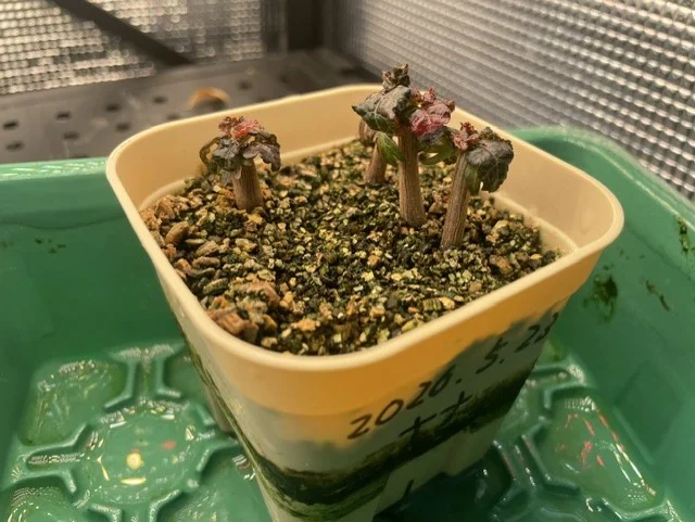 Boswellia nana (ボスウェリア ナナ)
