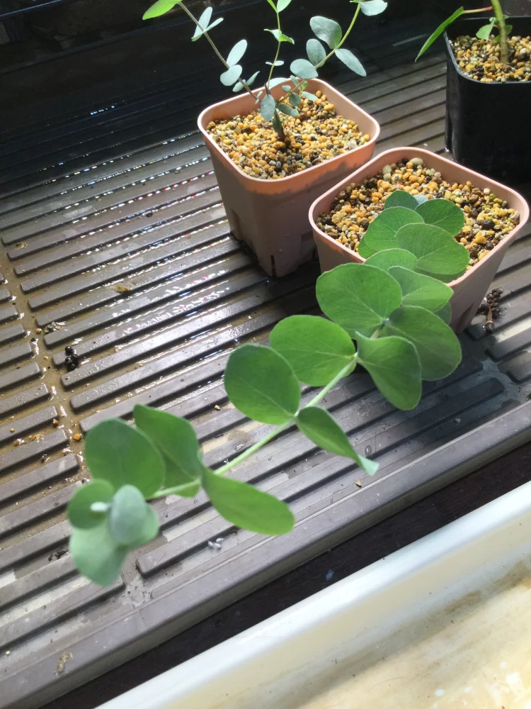 Eucalyptus cinerea (ユーカリ シネレア)
