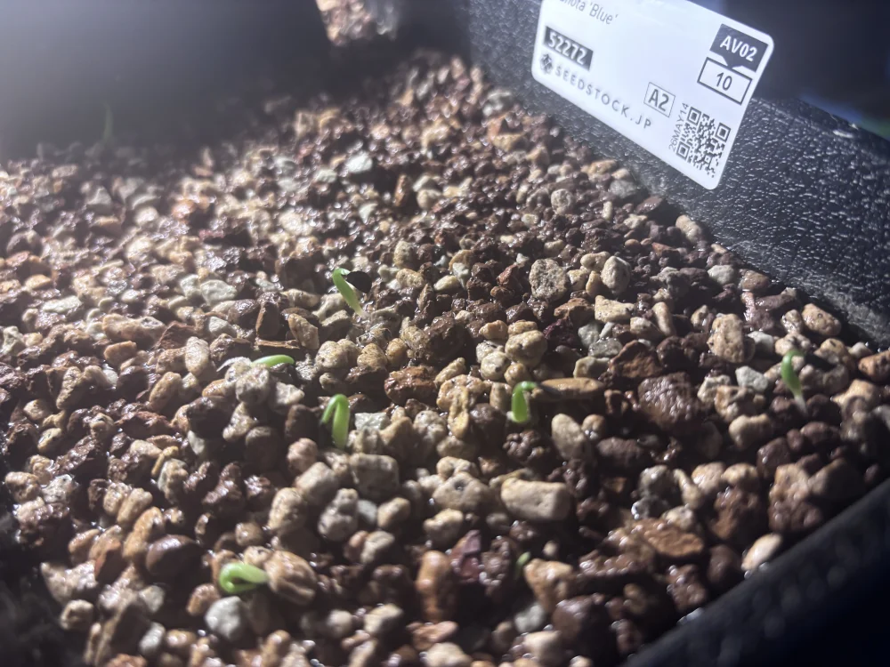 Agave titanota Blue Lot. (アガベ チタノタブルー)
