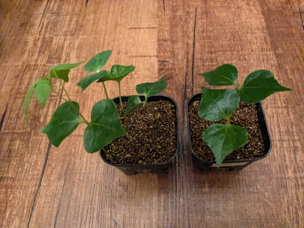 Commiphora pyracanthoides (コミフォラ ピラカントイデス)