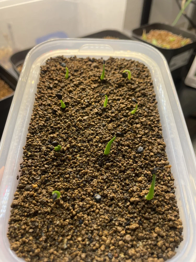 Agave utahensis var. eborispina (アガベ エボリスピナ ヴェガス 2023)